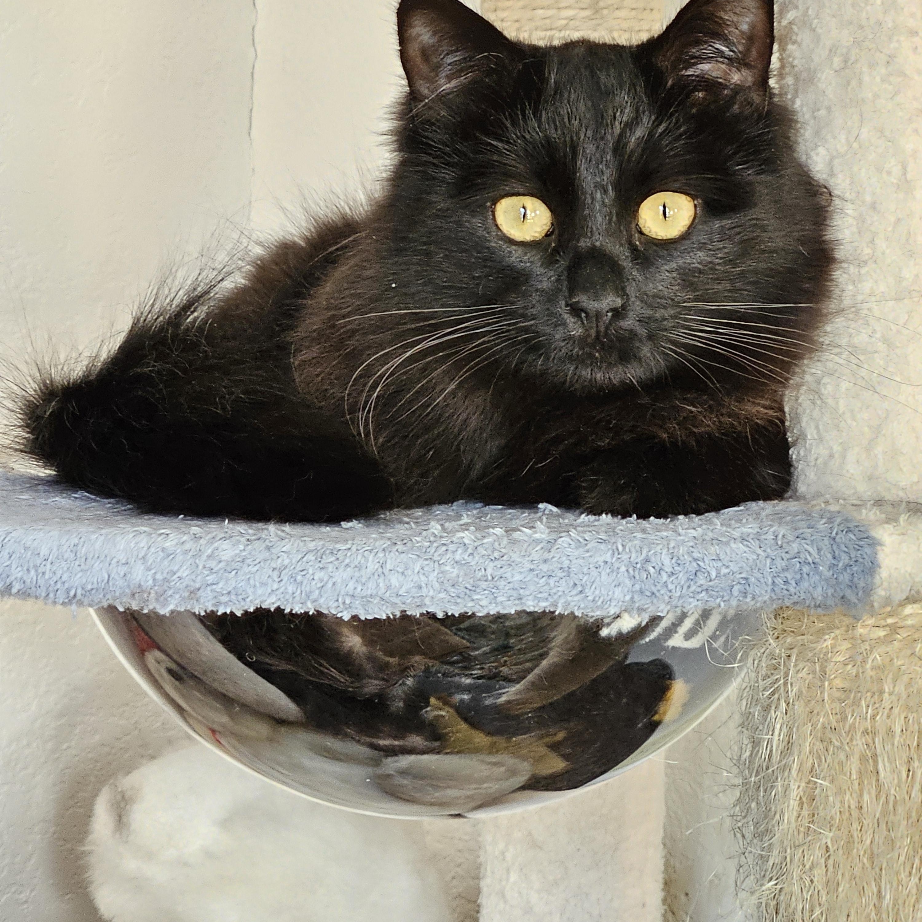 Ruffles [Bonded with Sweetpea], Adoptable, Adult Female Domestic Medium Hair.