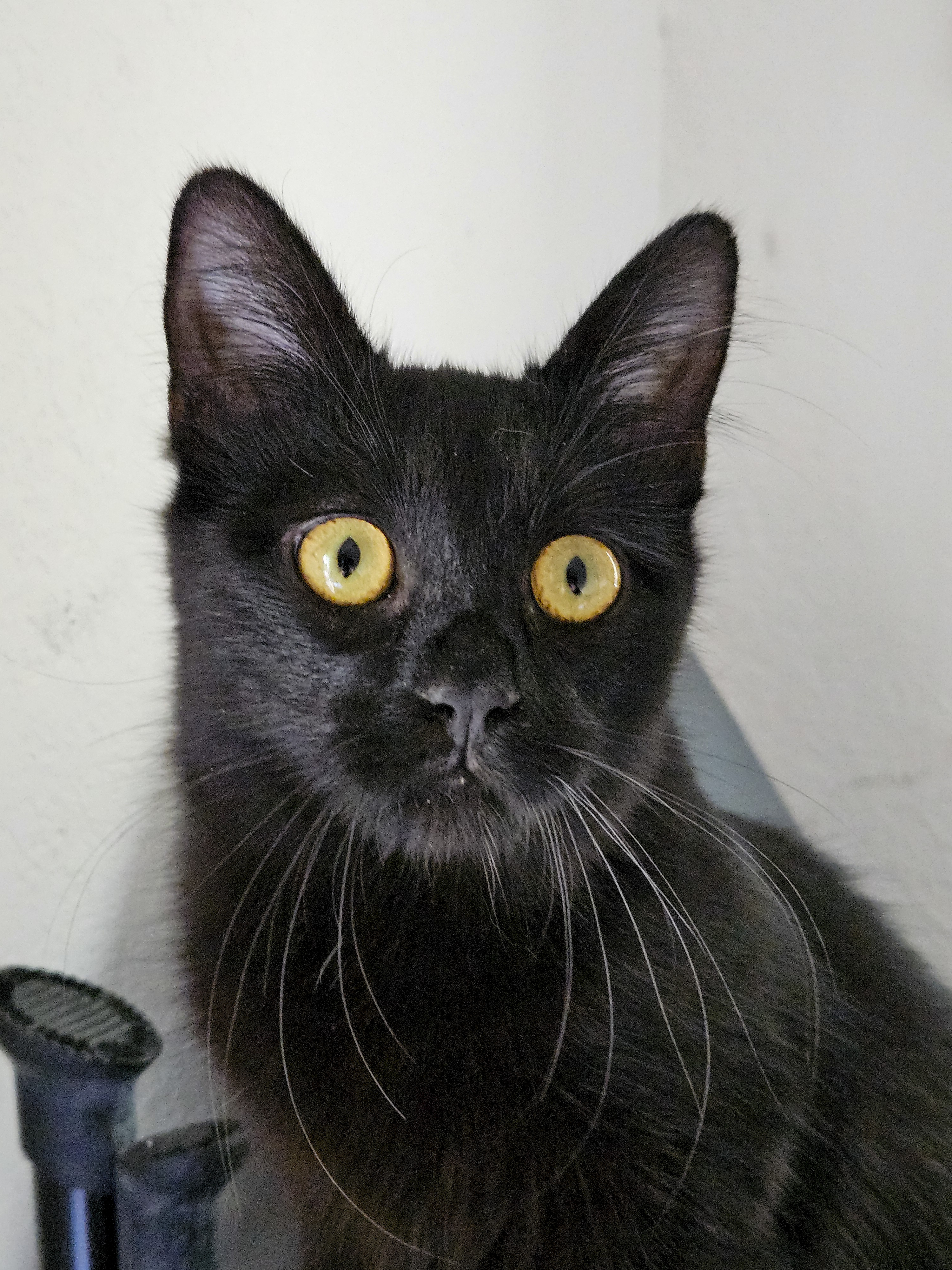 Enlarge Ruffles [Bonded with Sweetpea], a Adoptable mixed breed in Benicia, CA image 5/6