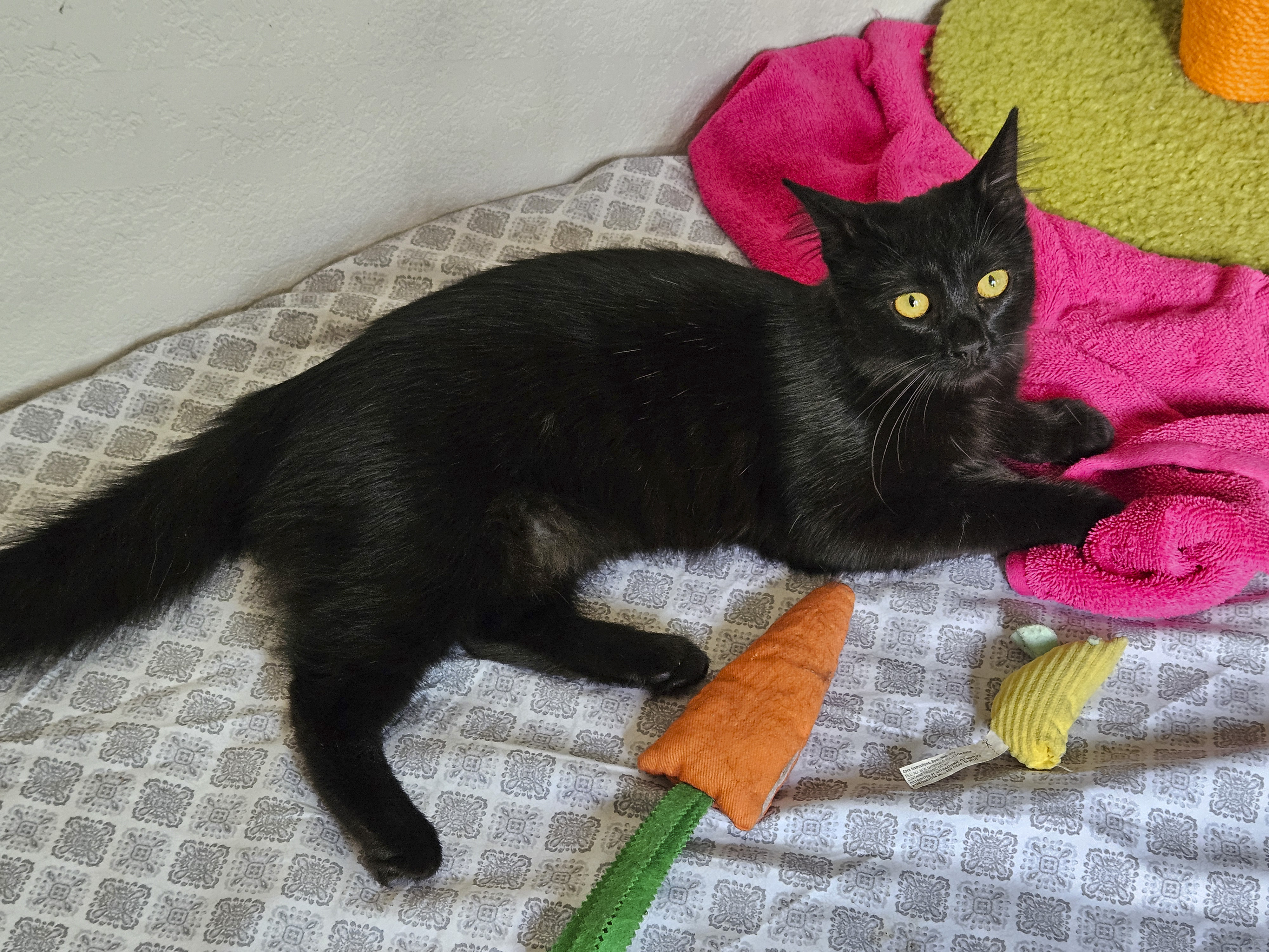 Enlarge Ruffles [Bonded with Sweetpea], a Adoptable mixed breed in Benicia, CA image 6/6