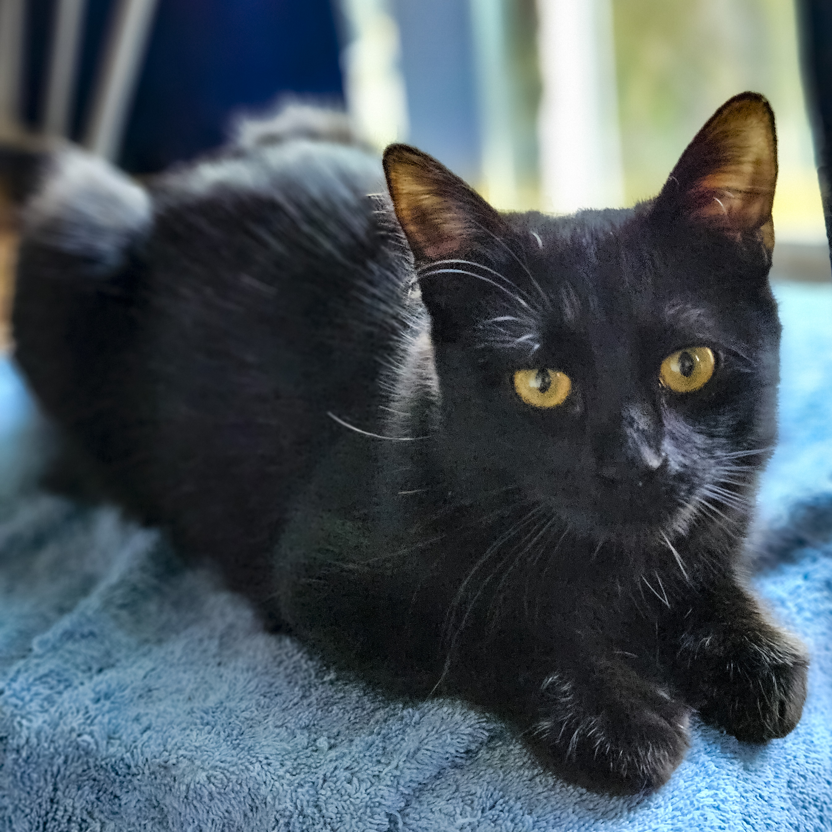 Ruffles [Bonded with Sweetpea], Adult Female Domestic Medium Hair