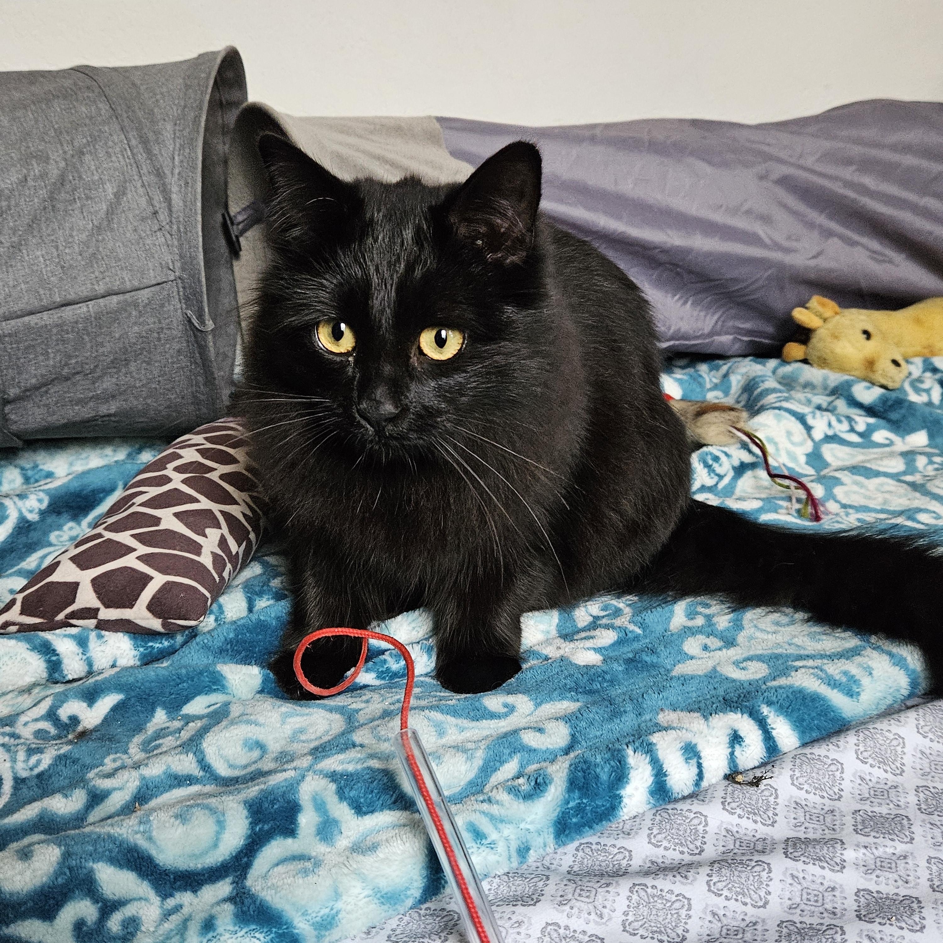 Enlarge Ruffles [Bonded with Sweetpea], a Adoptable mixed breed in Benicia, CA image 3/6