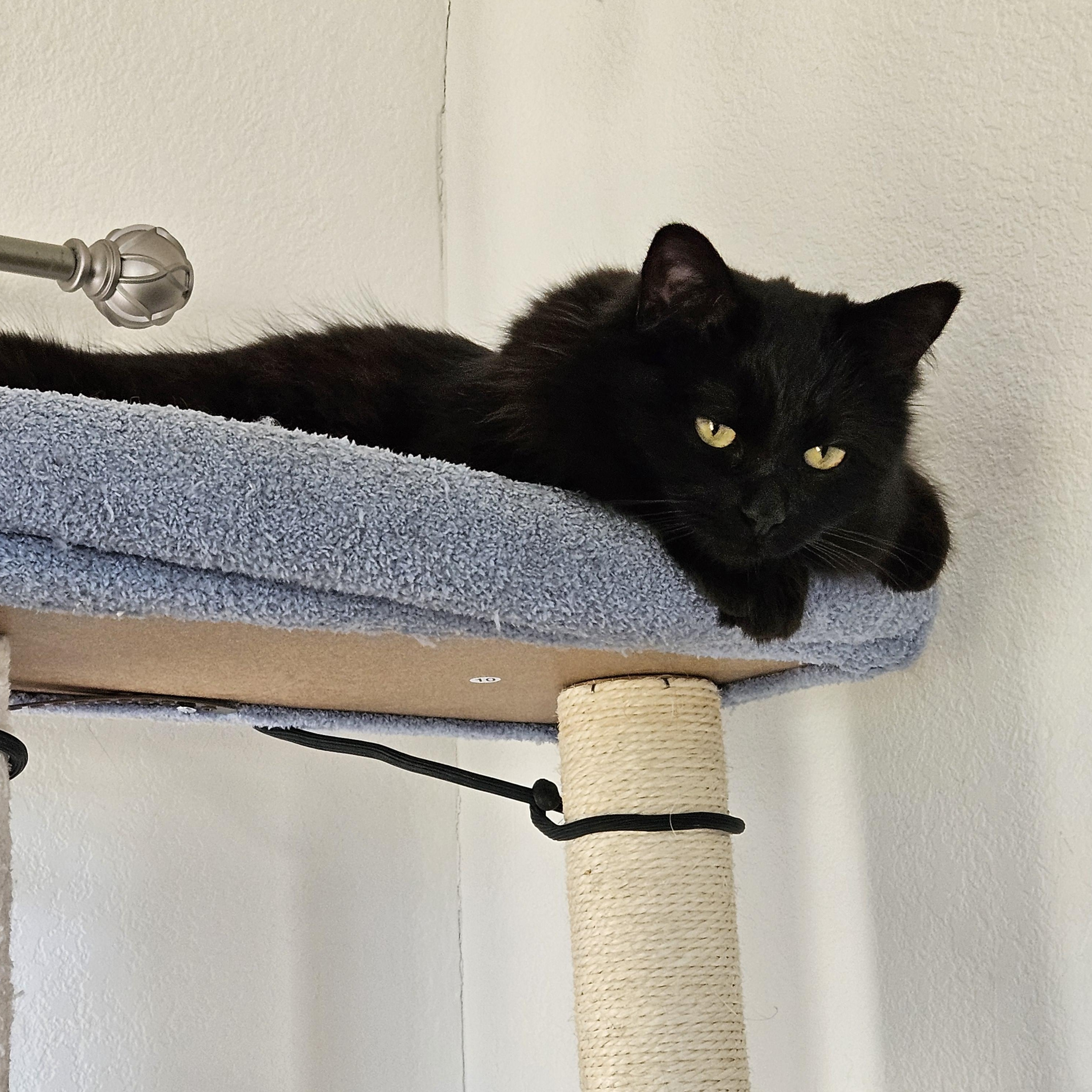 Enlarge Ruffles [Bonded with Sweetpea], a Adoptable mixed breed in Benicia, CA image 4/6