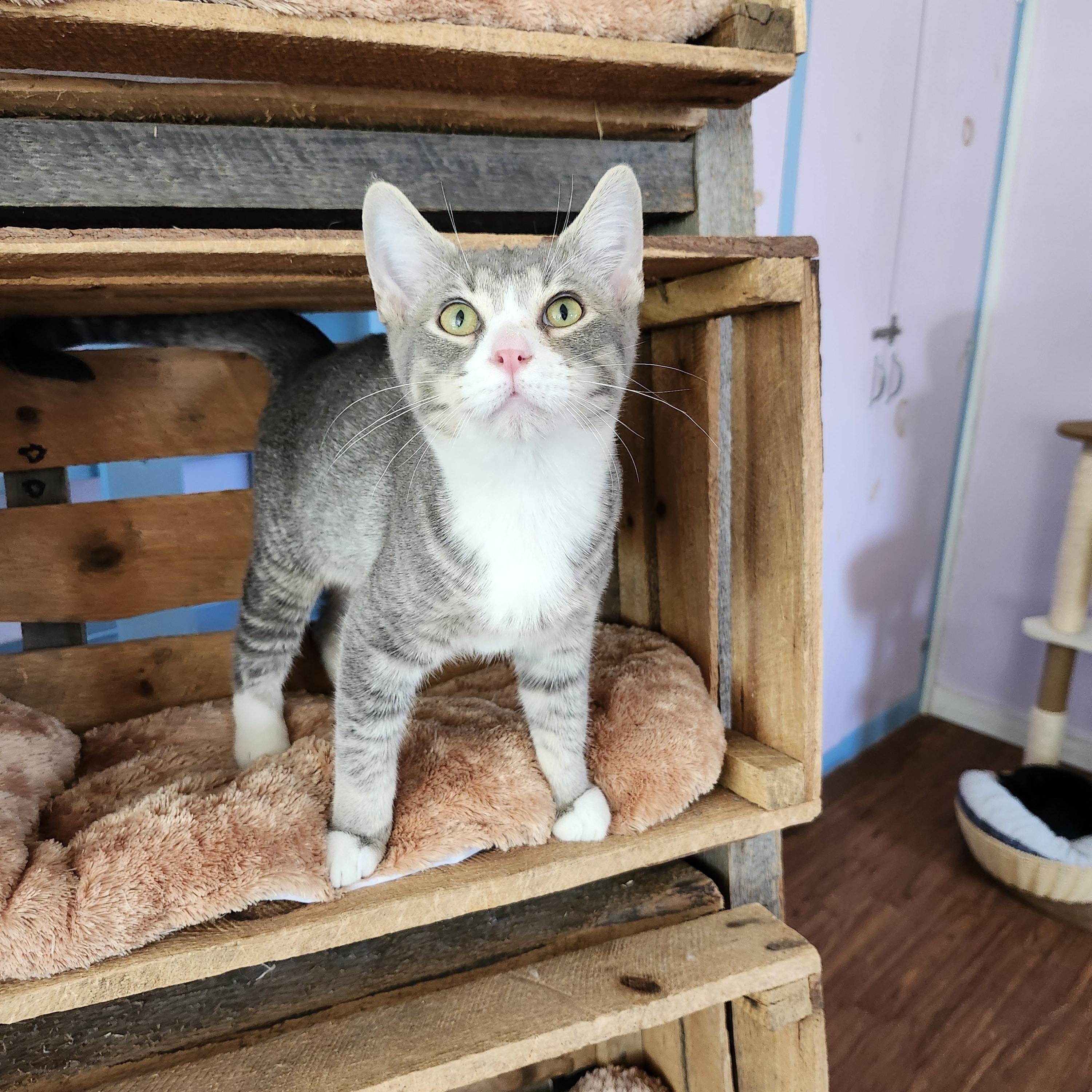 Talladega, an adopted mixed breed in Wild Rose, WI image 3/6