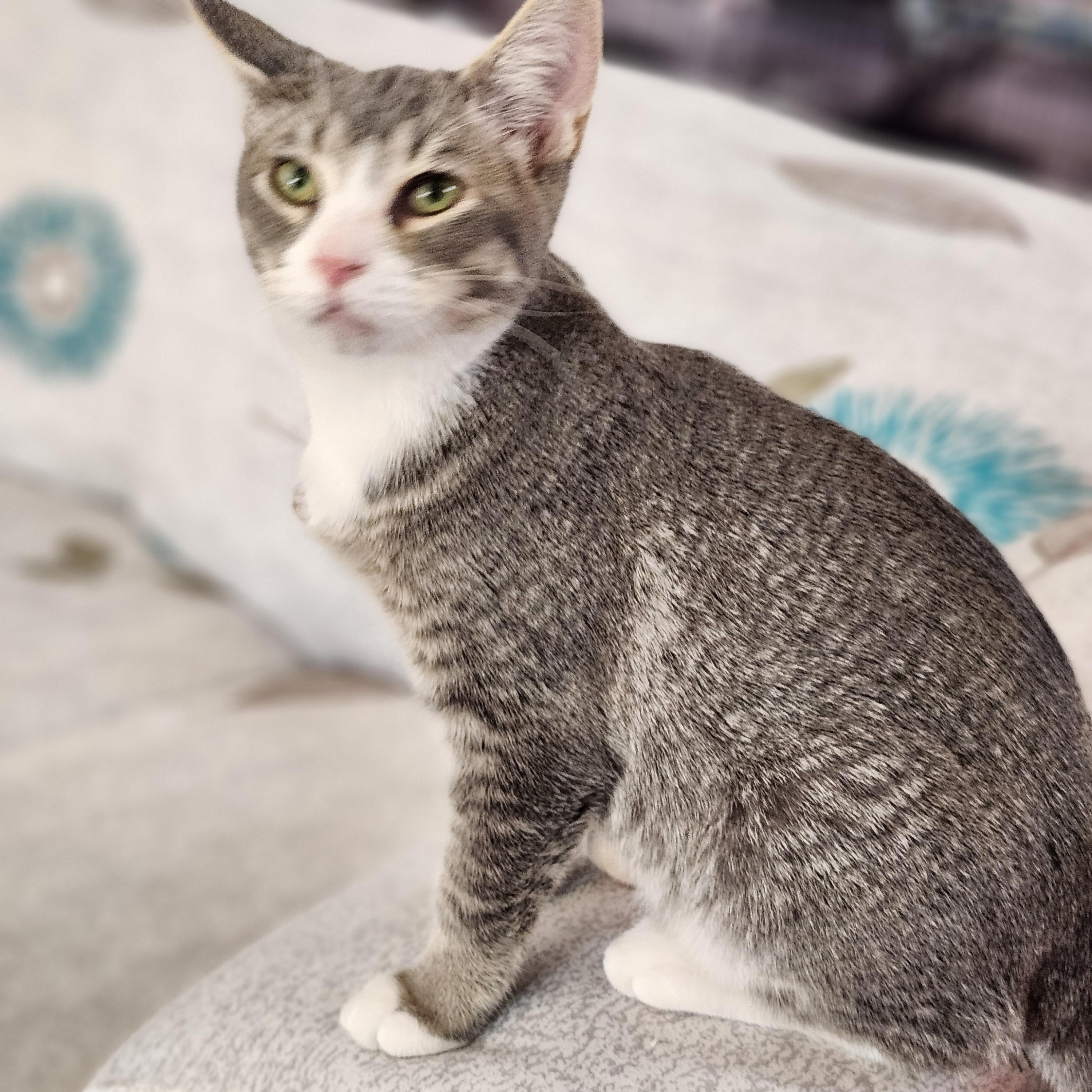 Talladega, an adopted mixed breed in Wild Rose, WI image 4/6