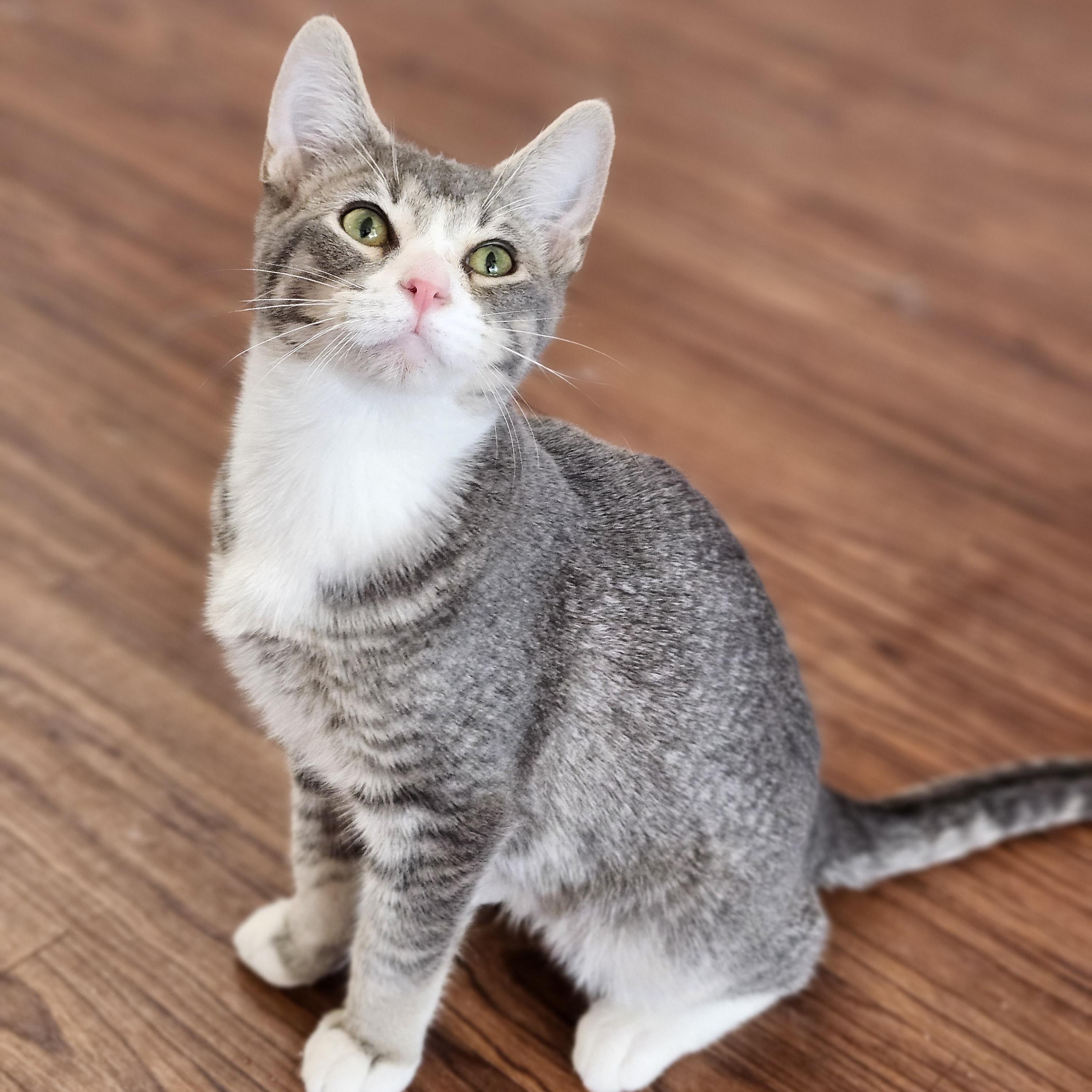 Talladega, an adopted mixed breed in Wild Rose, WI image 5/6