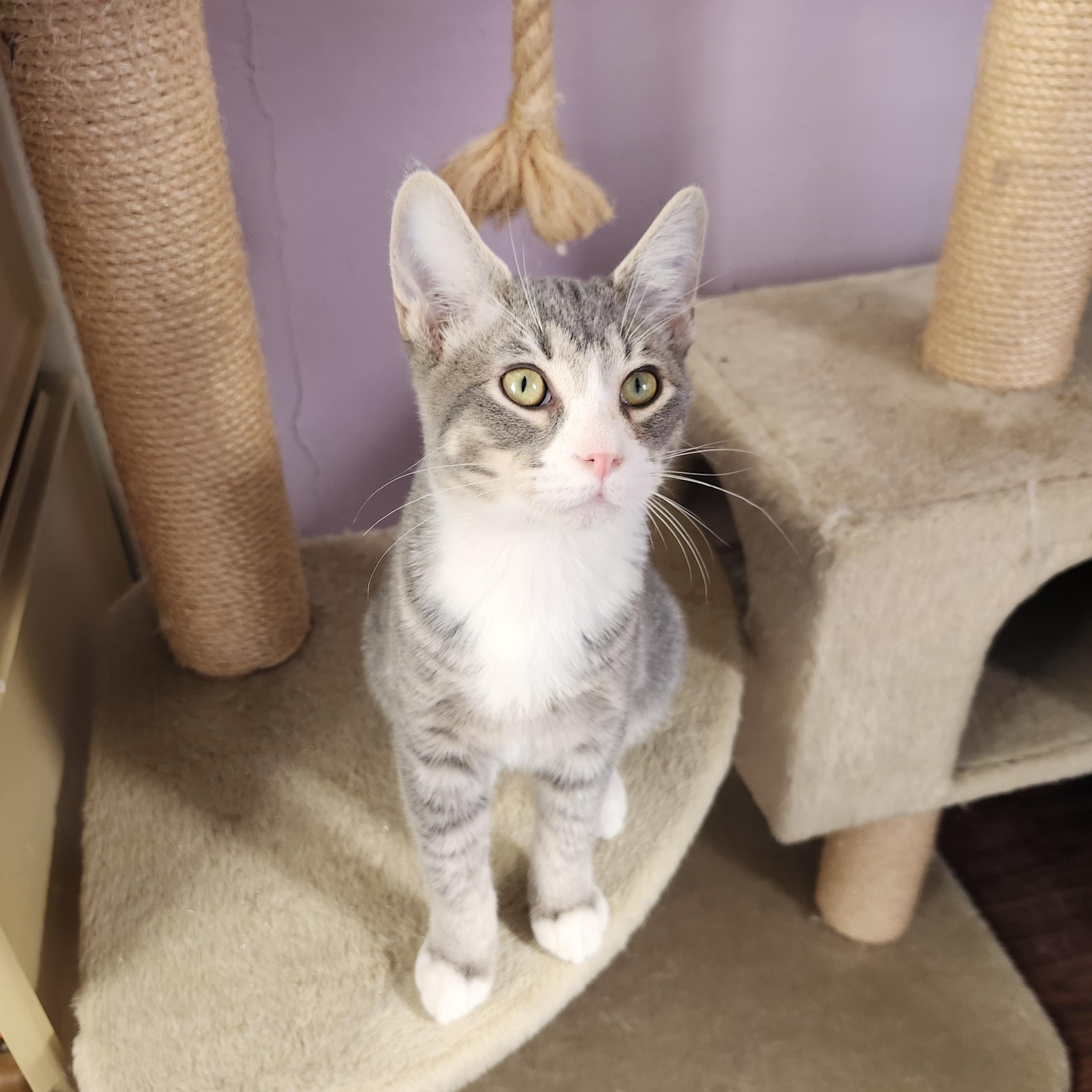 Talladega, an adopted mixed breed in Wild Rose, WI image 6/6