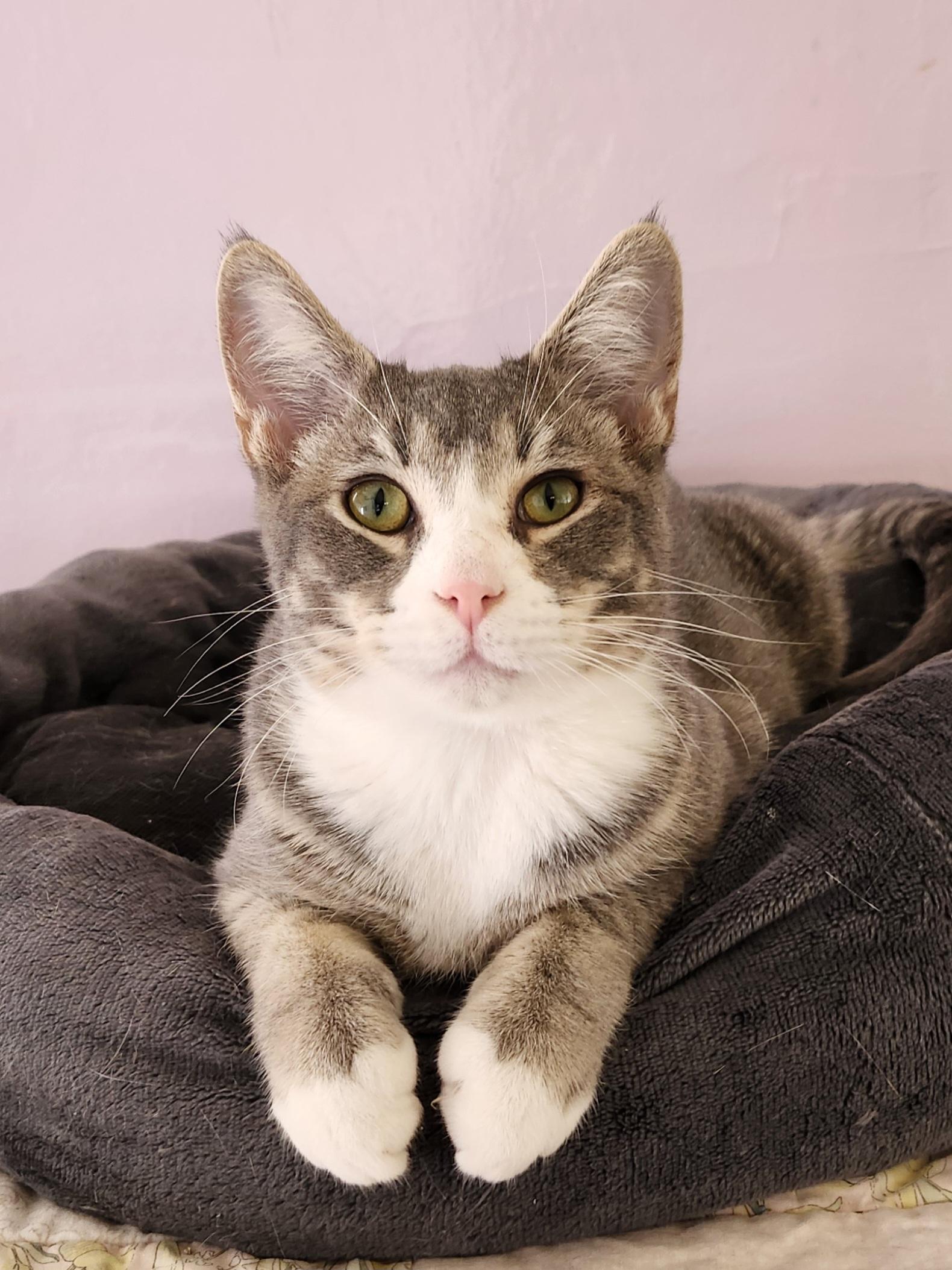 Talladega, an adopted mixed breed in Wild Rose, WI image 2/6