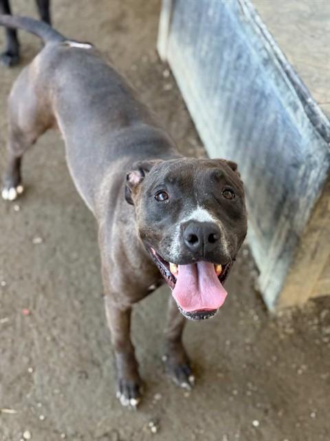 Enlarge MARLEY, a Adoptable mixed breed in Riverside, CA image 1/1