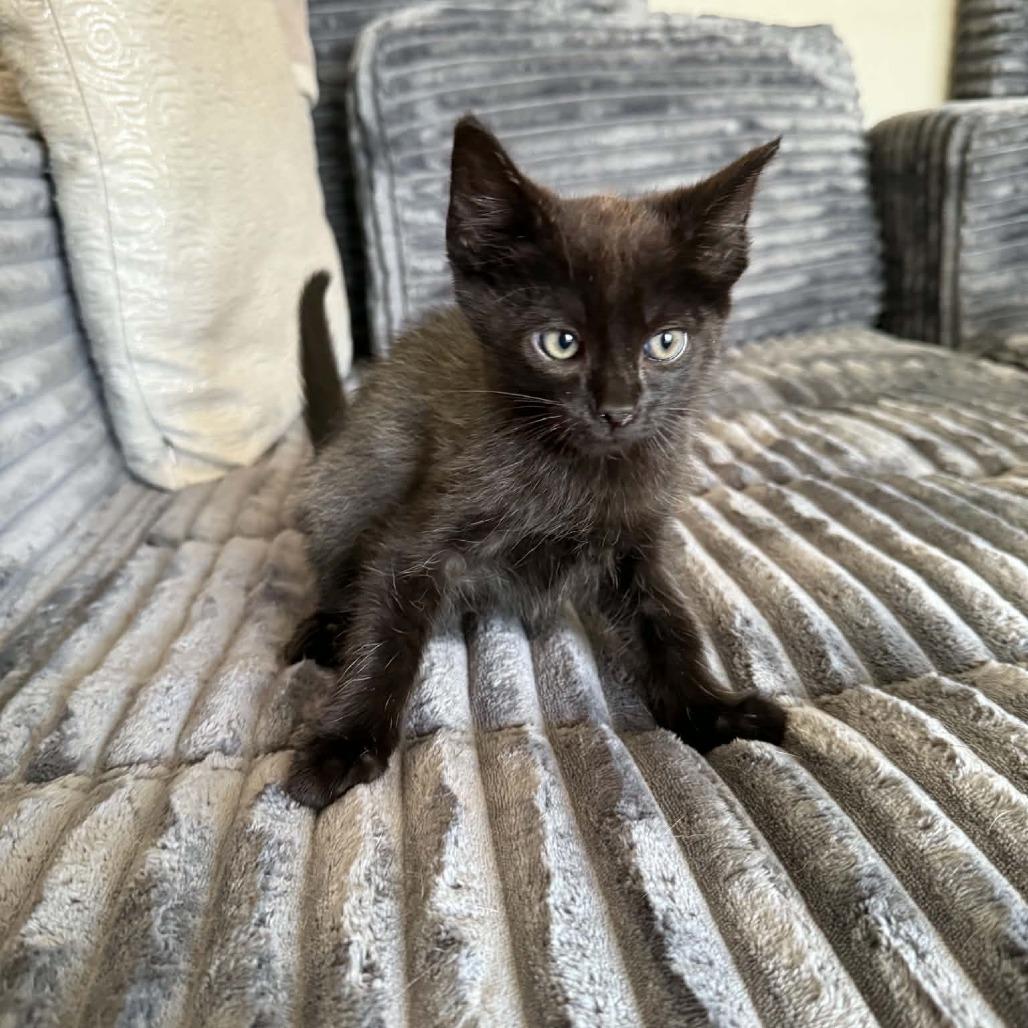 Sushi, a Adoptable Domestic Short Hair in Amarillo, TX image 2/5