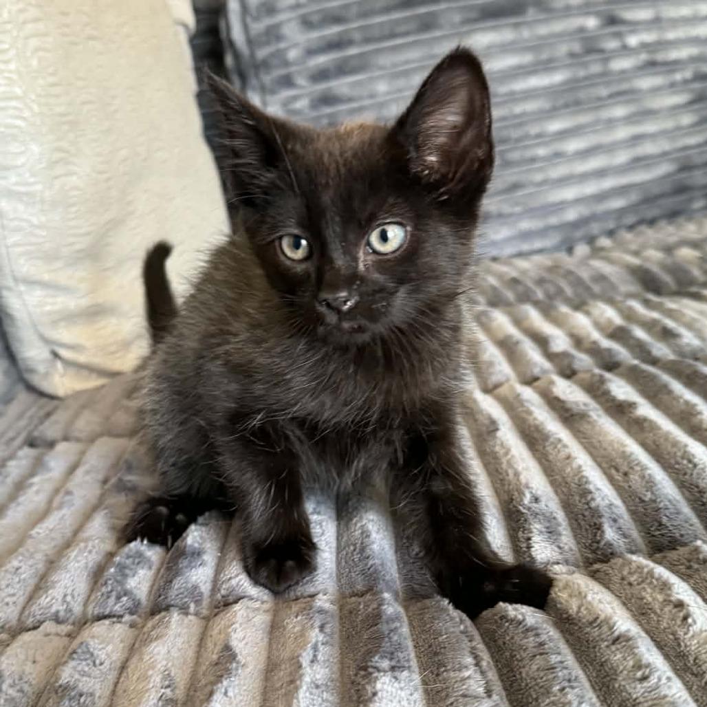 Sushi, a Adoptable Domestic Short Hair in Amarillo, TX image 5/5