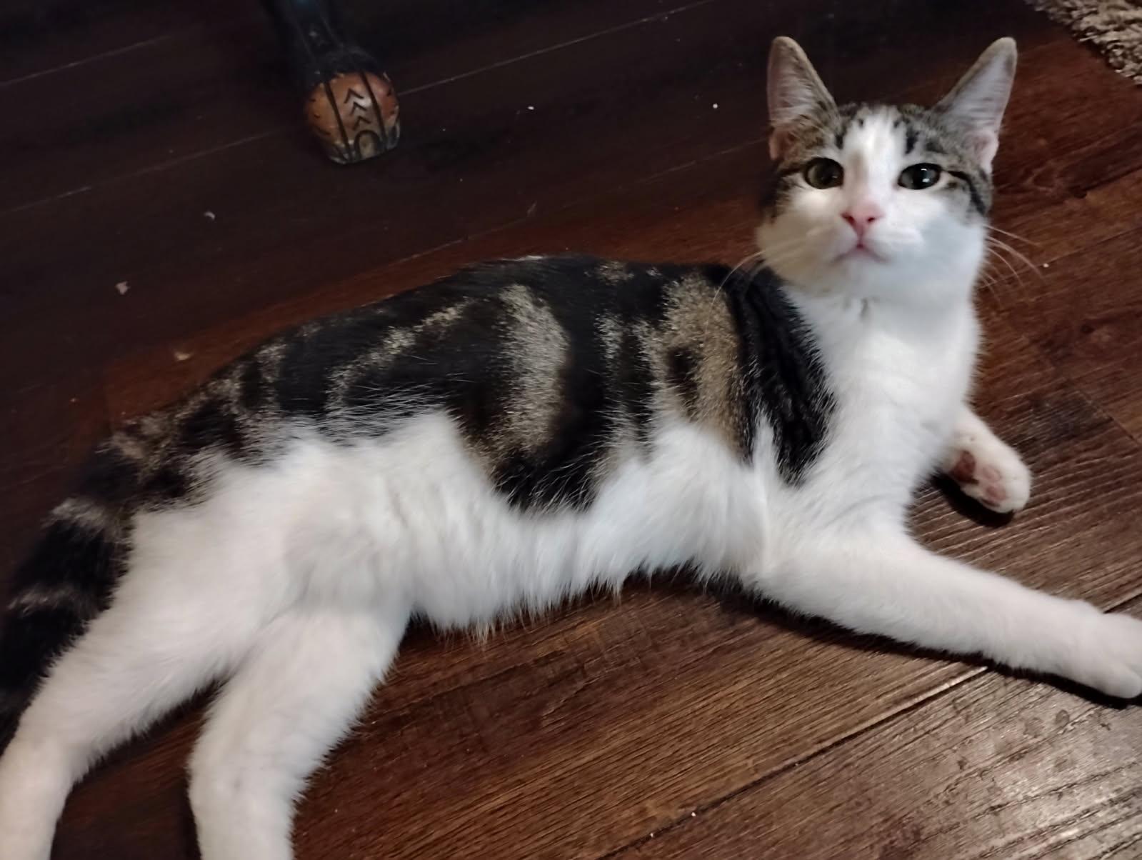 Enlarge CHAD, a Adoptable Domestic Medium Hair in San Antonio, TX image 1/3