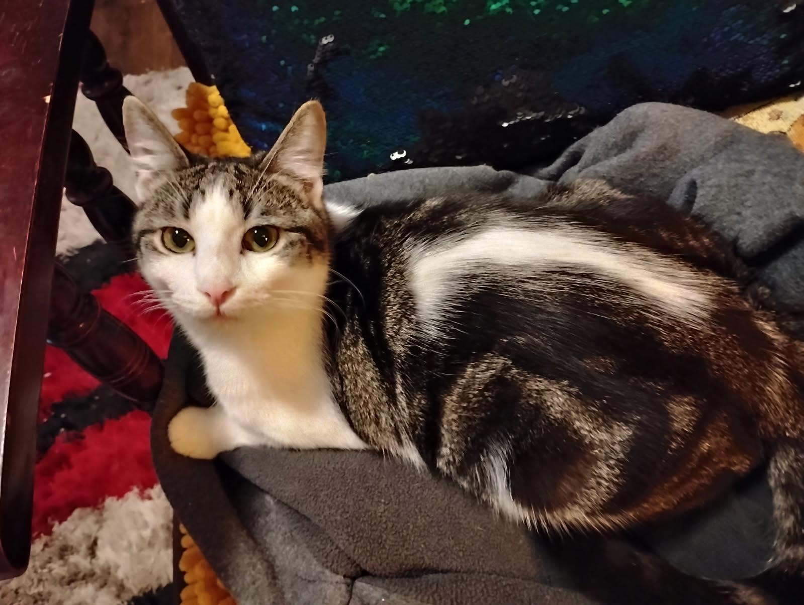 Enlarge CHAD, a Adoptable Domestic Medium Hair in San Antonio, TX image 2/3