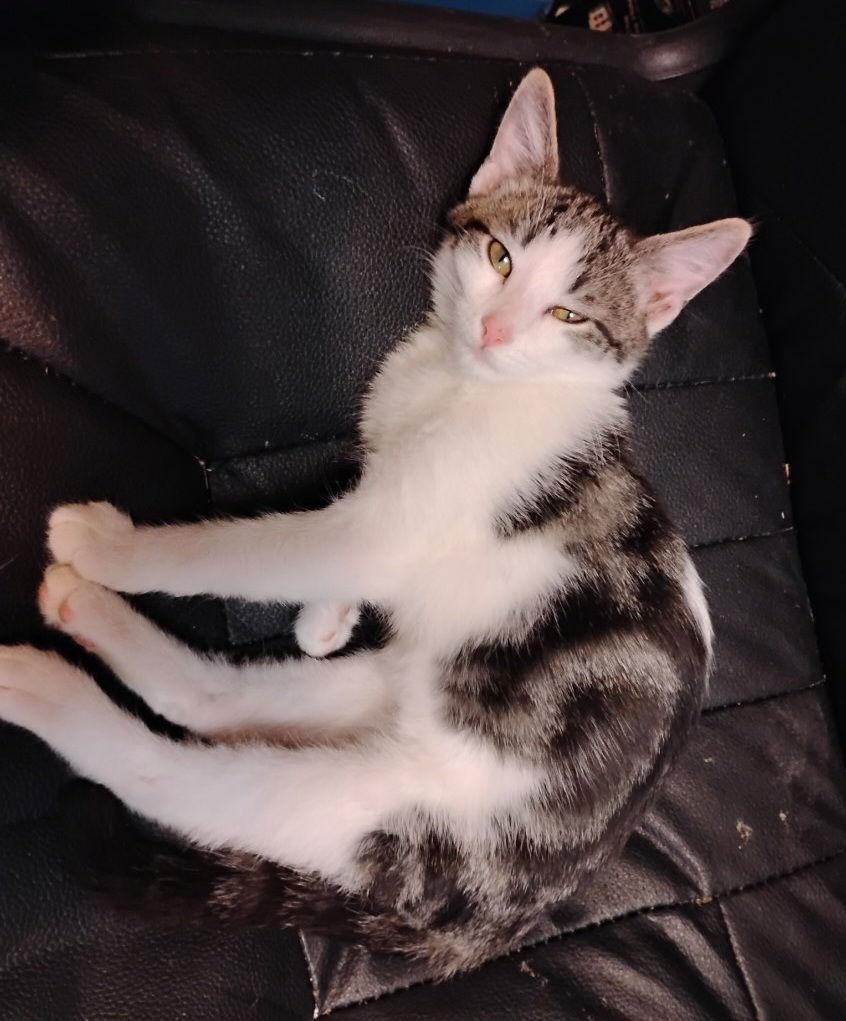 Enlarge CHAD, a Adoptable Domestic Medium Hair in San Antonio, TX image 3/3