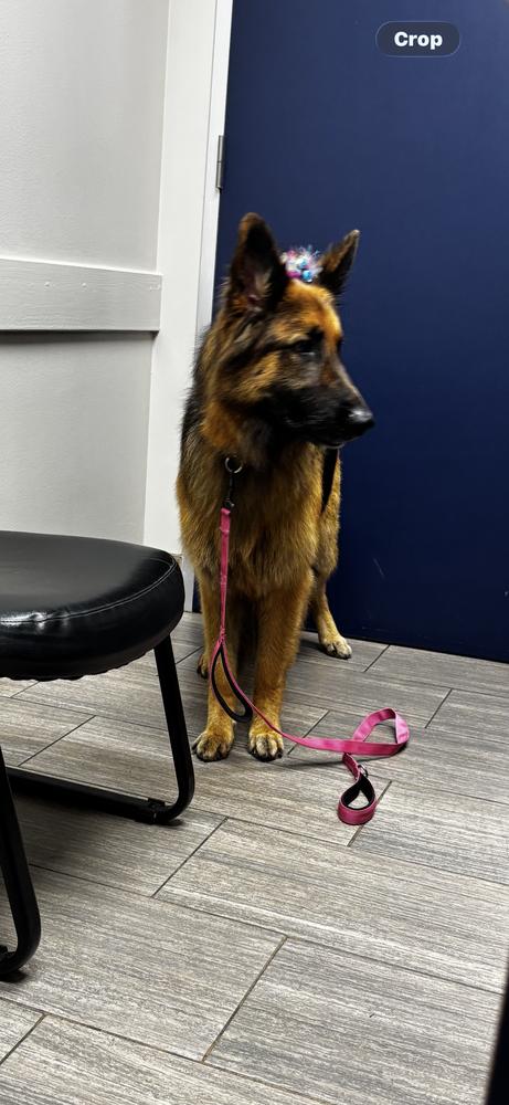 Daisy Marie, Adoptable, Adult Female German Shepherd Dog.