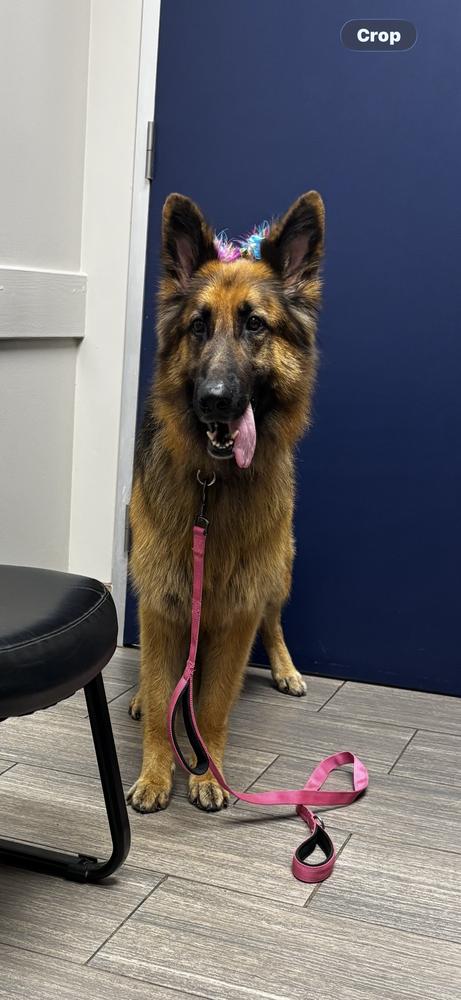 Enlarge Daisy Marie, a Adoptable German Shepherd Dog in Sealy, TX image 2/6