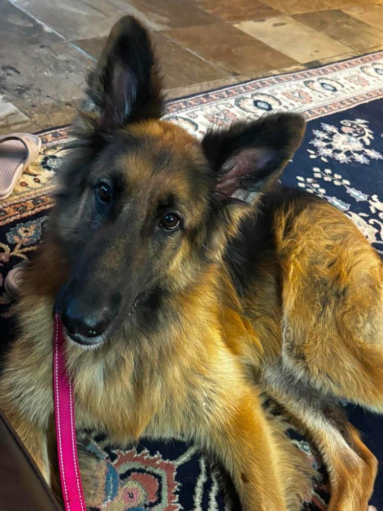 Enlarge Daisy Marie, a Adoptable German Shepherd Dog in Sealy, TX image 3/6