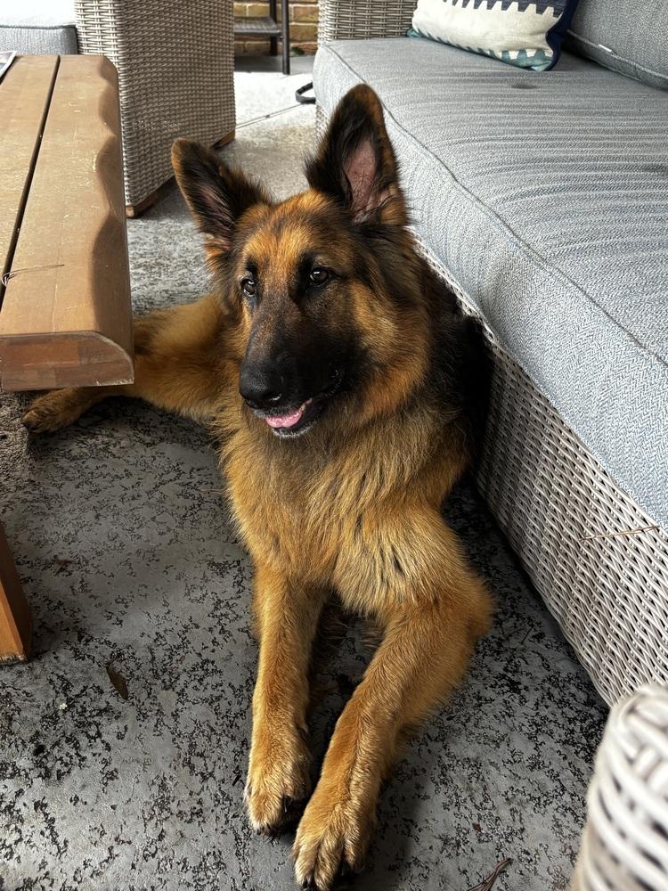 Enlarge Daisy Marie, a Adoptable German Shepherd Dog in Sealy, TX image 4/6