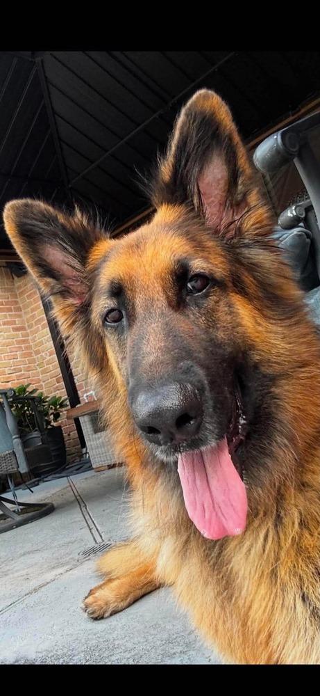 Enlarge Daisy Marie, a Adoptable German Shepherd Dog in Sealy, TX image 5/6