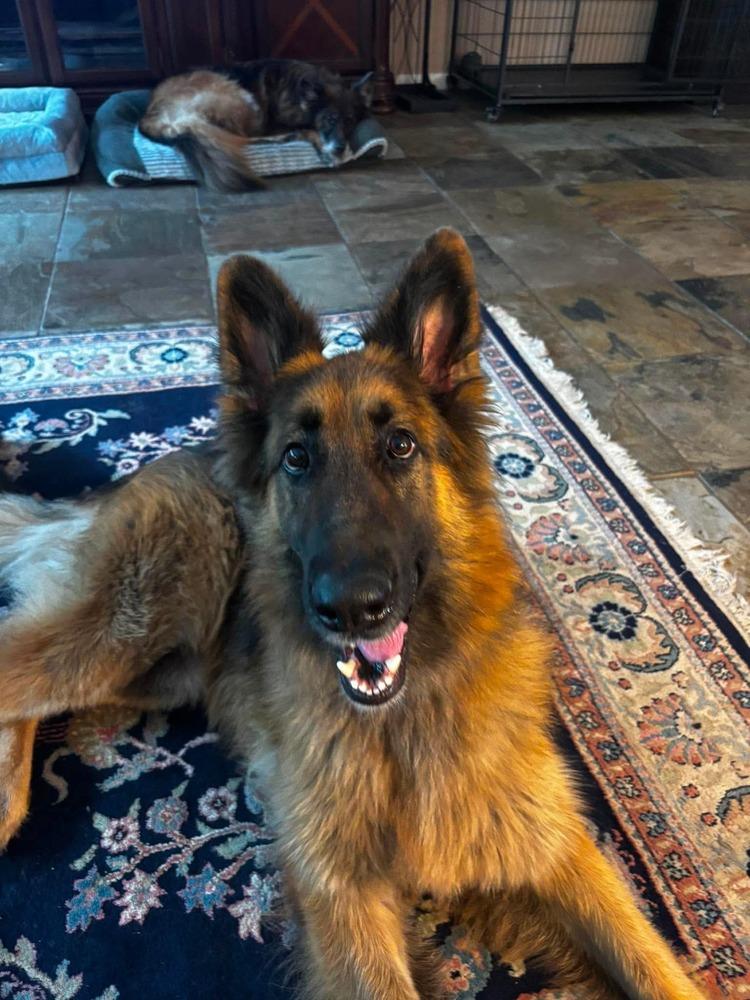 Enlarge Daisy Marie, a Adoptable German Shepherd Dog in Sealy, TX image 6/6