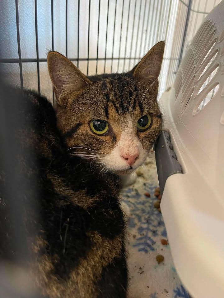 Enlarge Scratch, a Adoptable Domestic Short Hair in Winthrop, ME image 1/1