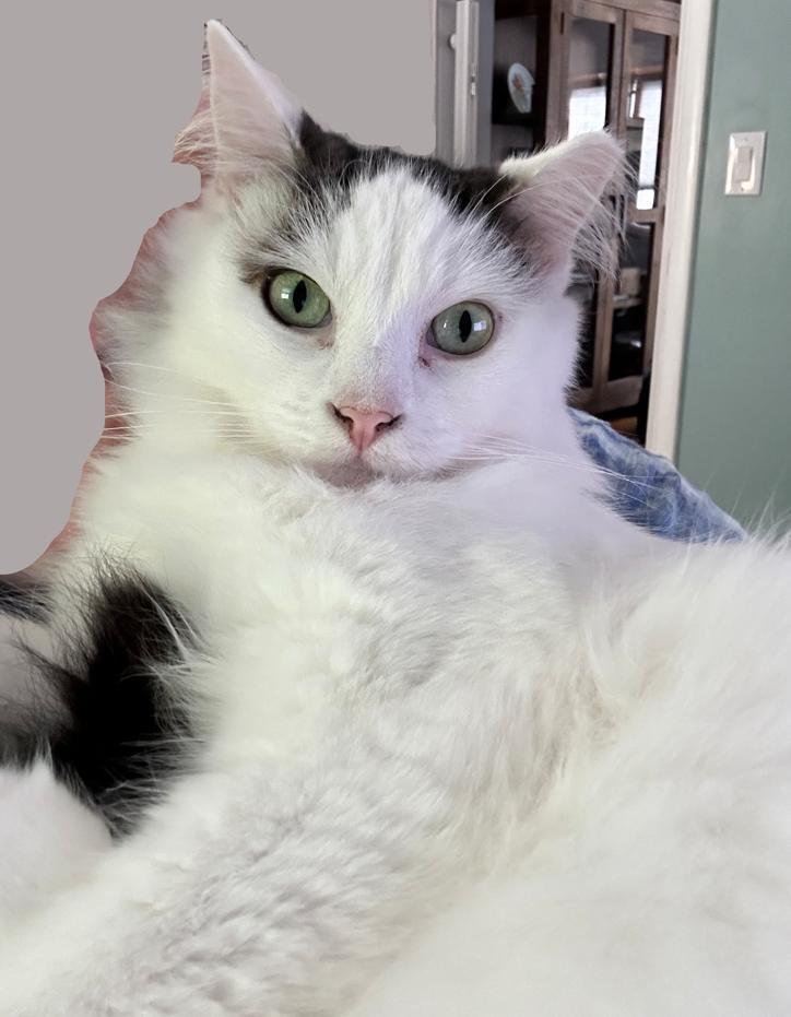 Enlarge Darius, a Adoptable Domestic Medium Hair in Rochester, NY image 1/2