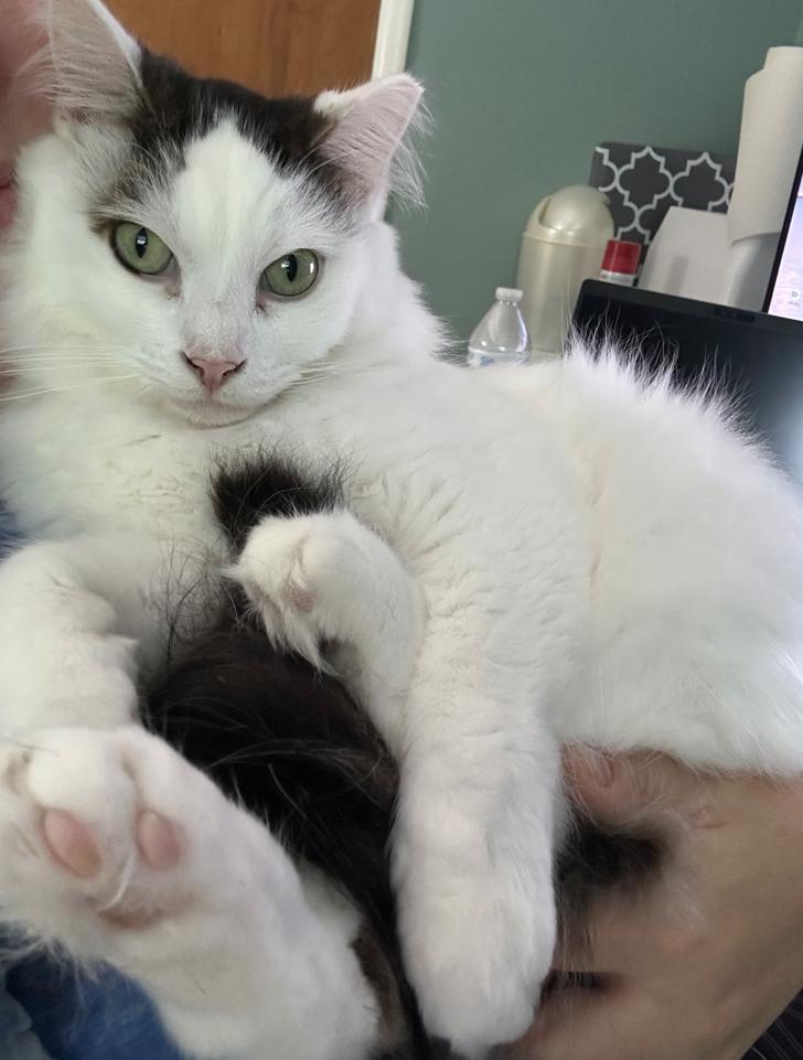 Enlarge Darius, a Adoptable Domestic Medium Hair in Rochester, NY image 2/2