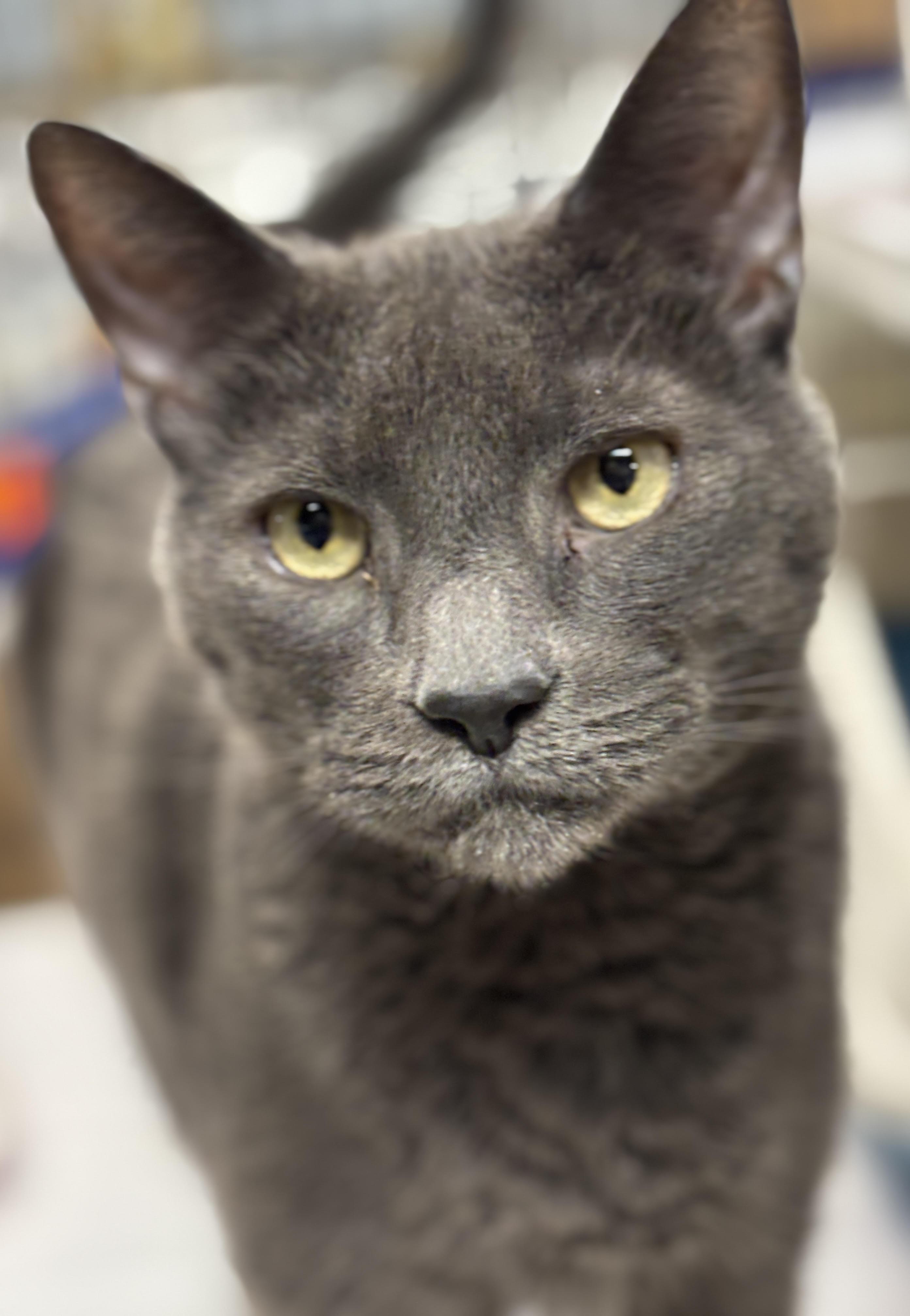 Rebel - foster to adopt option, ADOPTABLE, Adult Male Domestic Short Hair.
