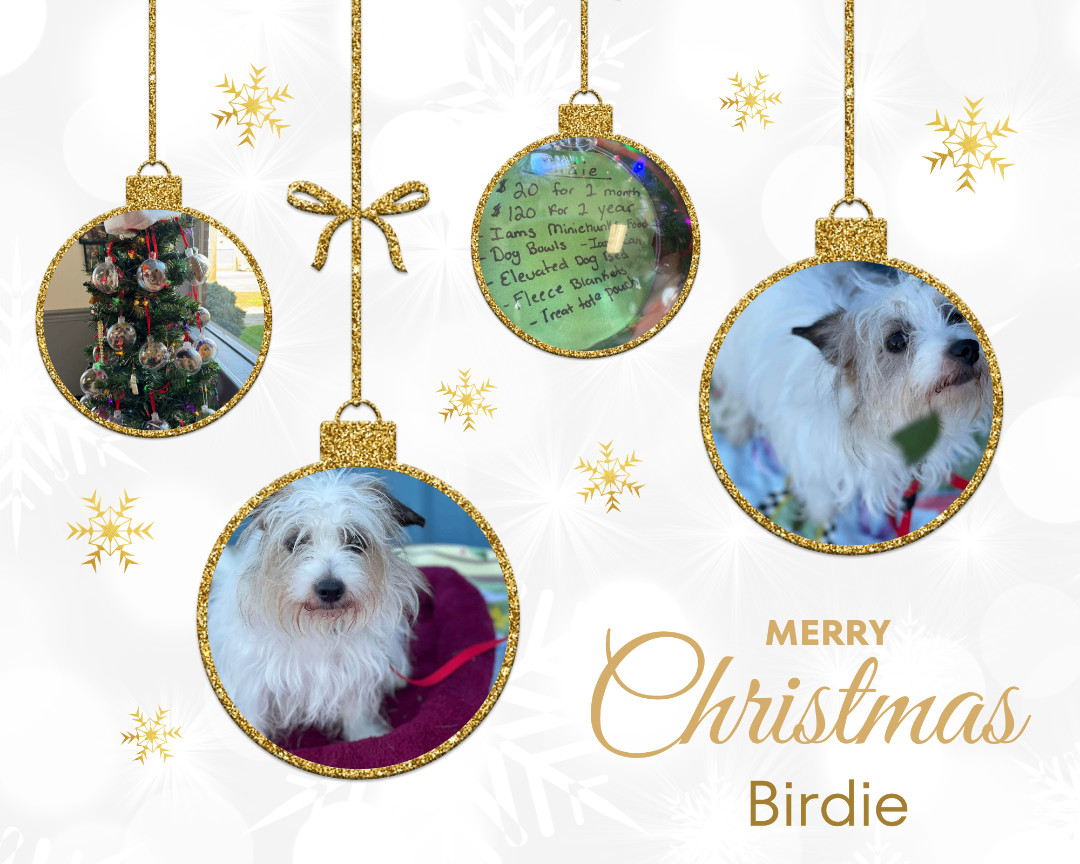 Birdie, Adopted, Adult Male Terrier.