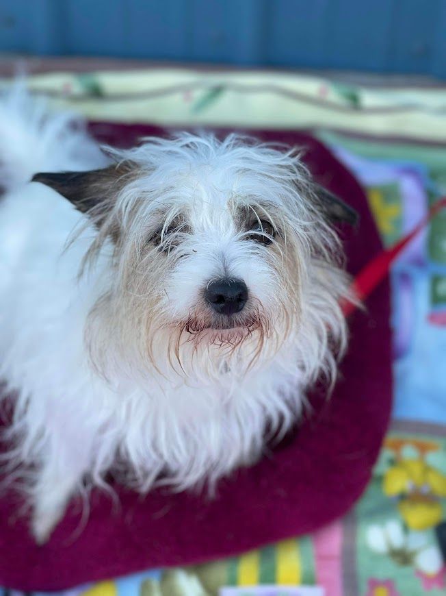 Birdie, a Adopted Terrier in Huntington, WV image 2/6