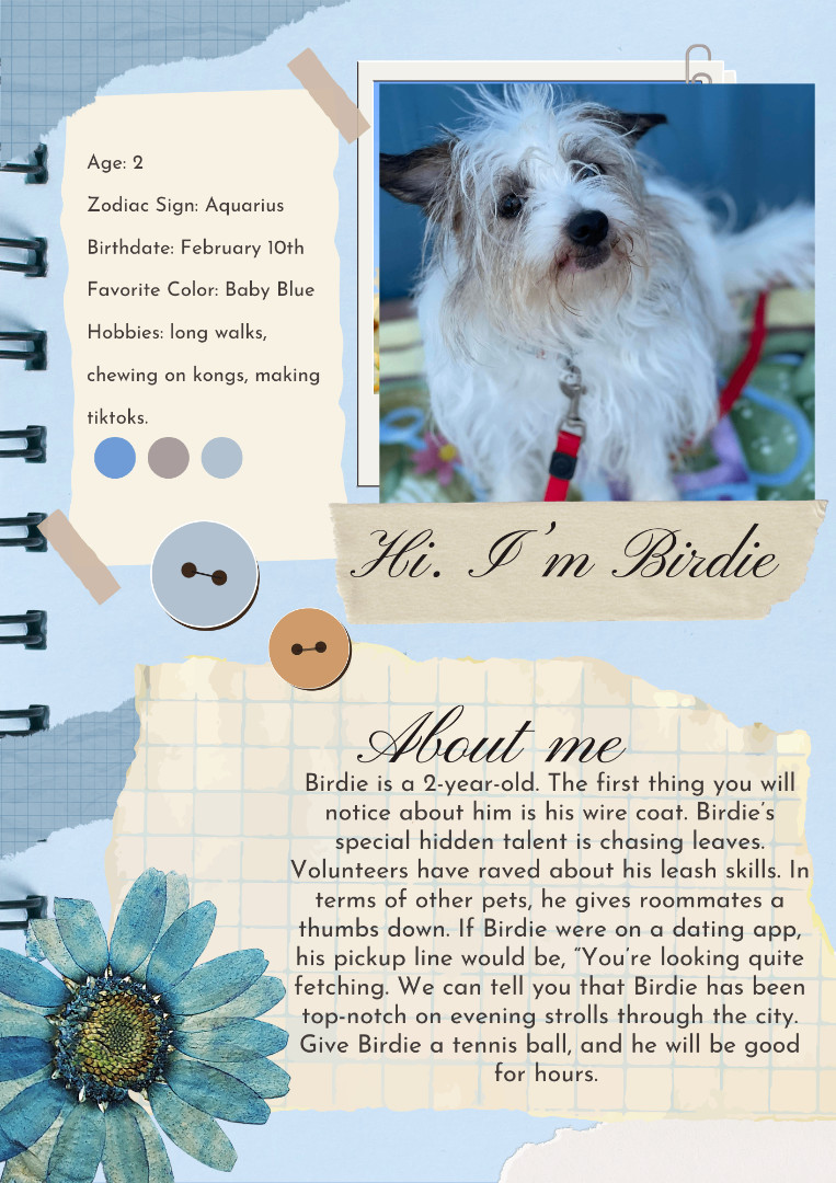 Birdie, a Adopted Terrier in Huntington, WV image 3/6