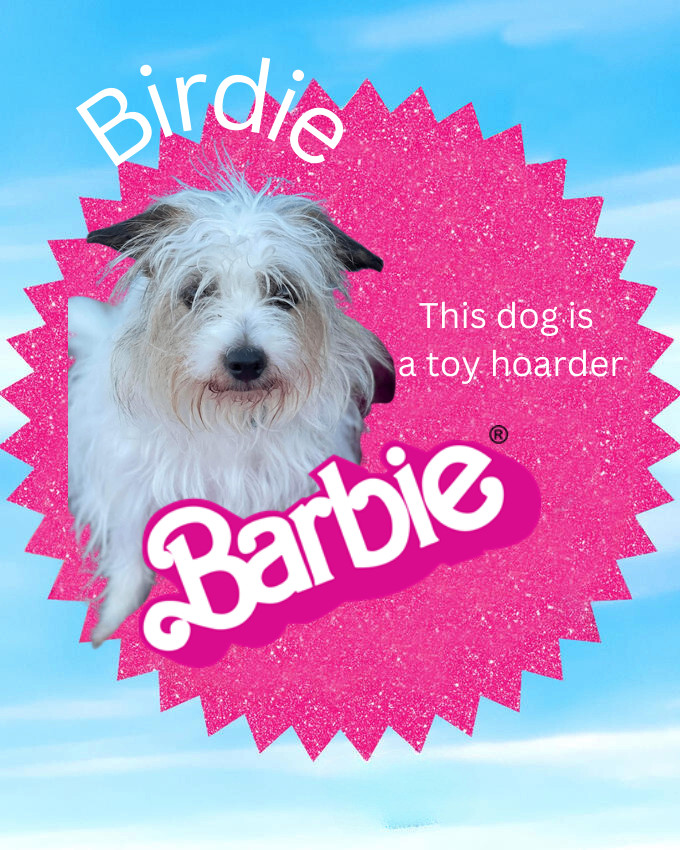 Birdie, a Adopted Terrier in Huntington, WV image 4/6