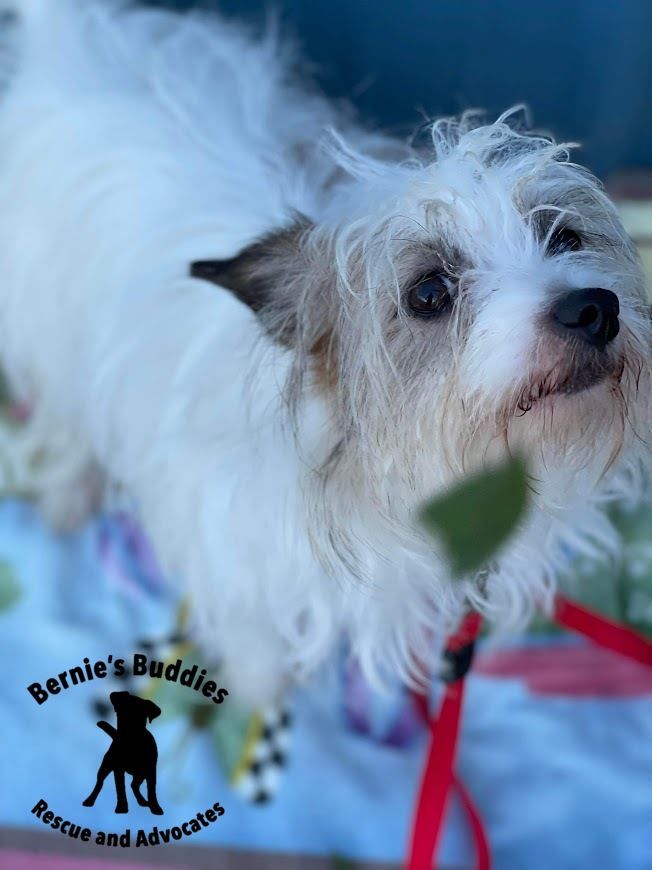 Birdie, a Adopted Terrier in Huntington, WV image 5/6