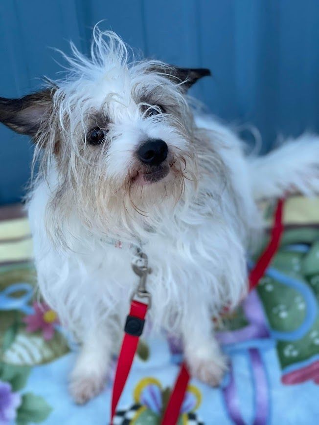 Birdie, a Adopted Terrier in Huntington, WV image 6/6