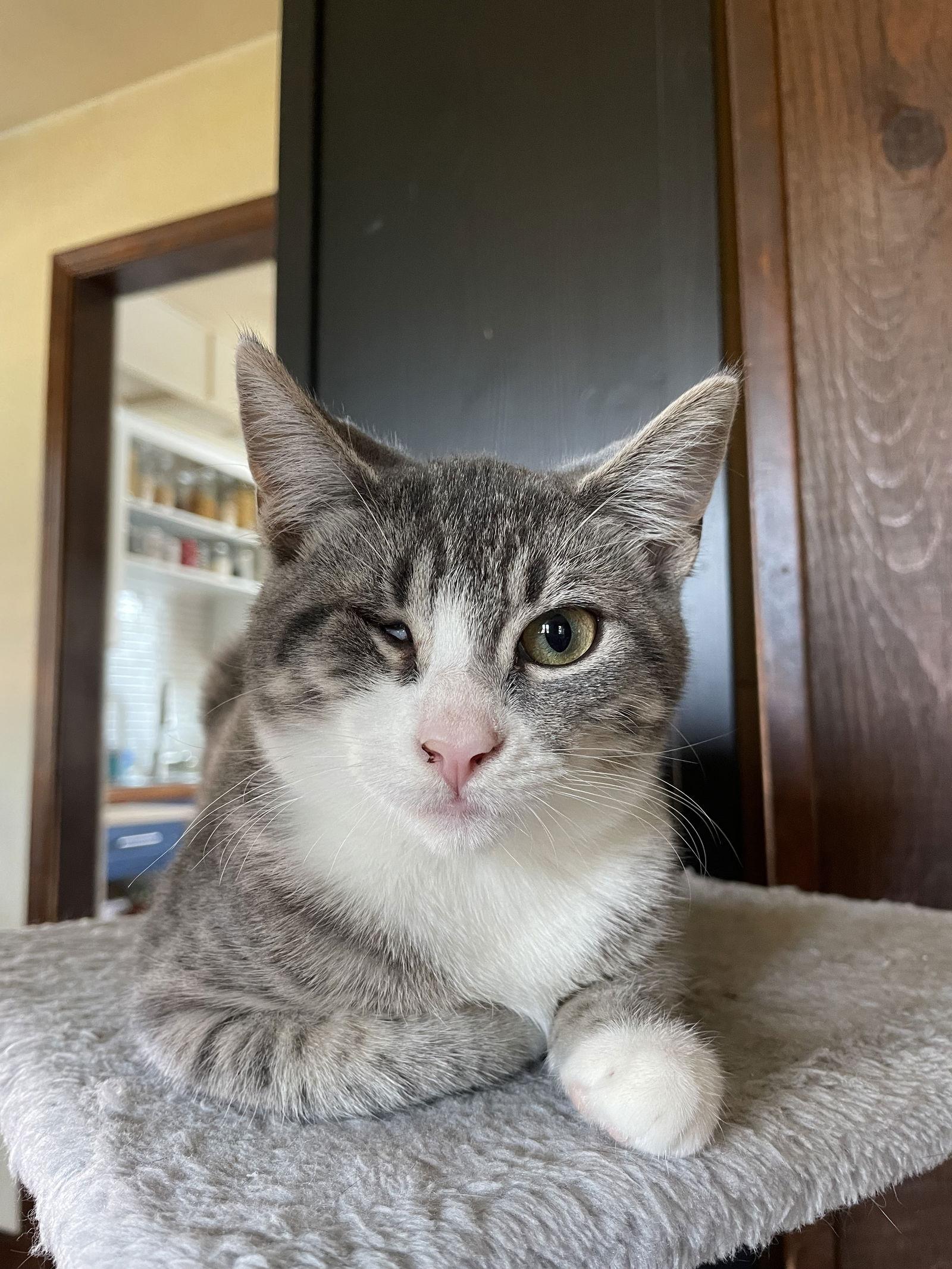 Poach, Adoptable, Kitten Female Domestic Short Hair & Tabby.