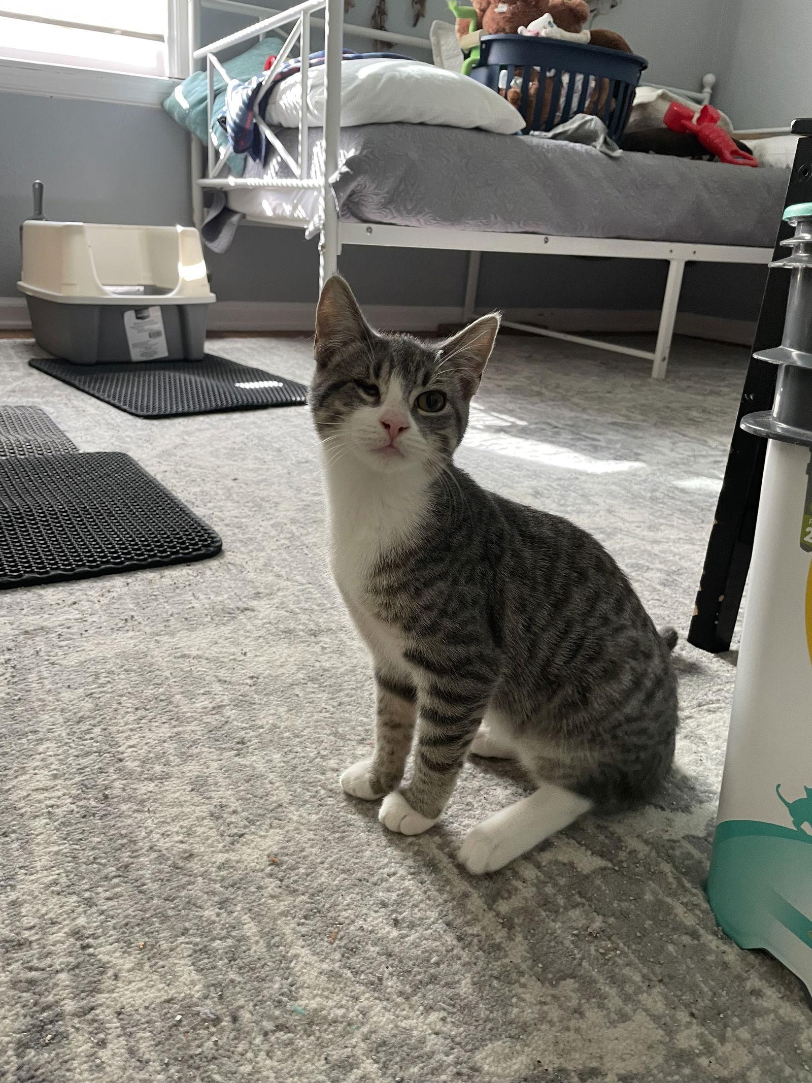 Enlarge Poach, a Adoptable mixed breed in Island Lake, IL image 2/3