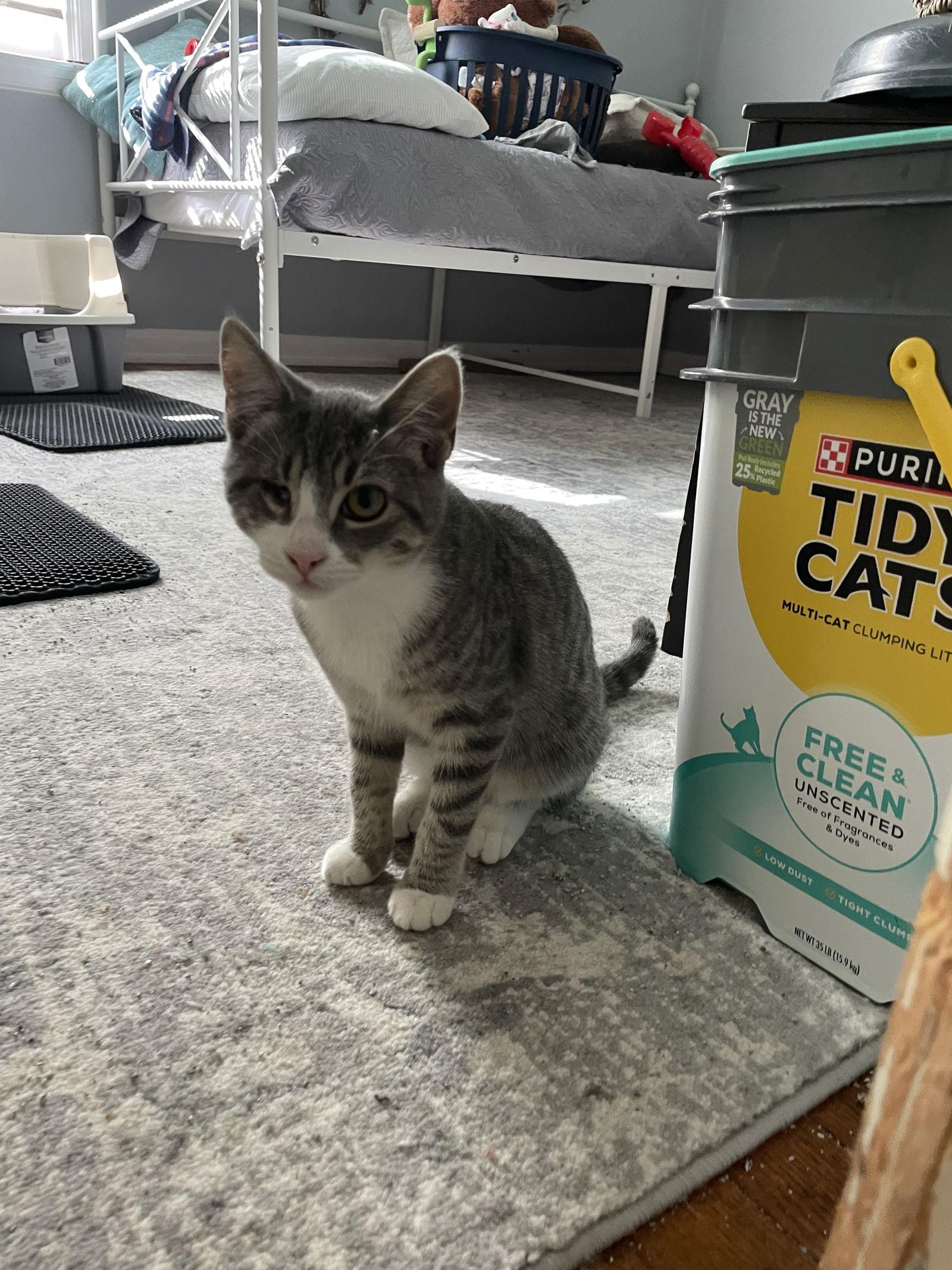 Enlarge Poach, a Adoptable mixed breed in Island Lake, IL image 3/3