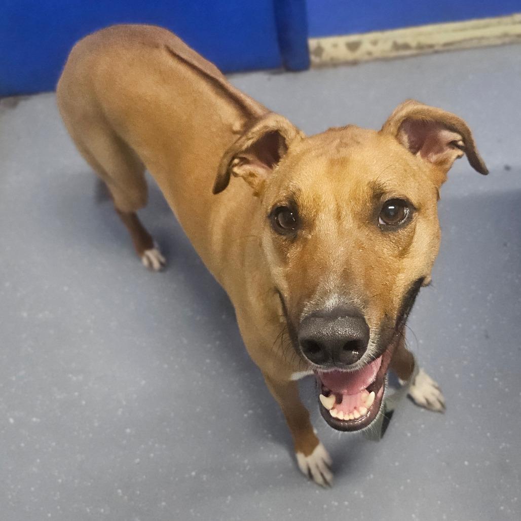 Gunnar, a Adoptable mixed breed in Wahiawa, HI image 1/2