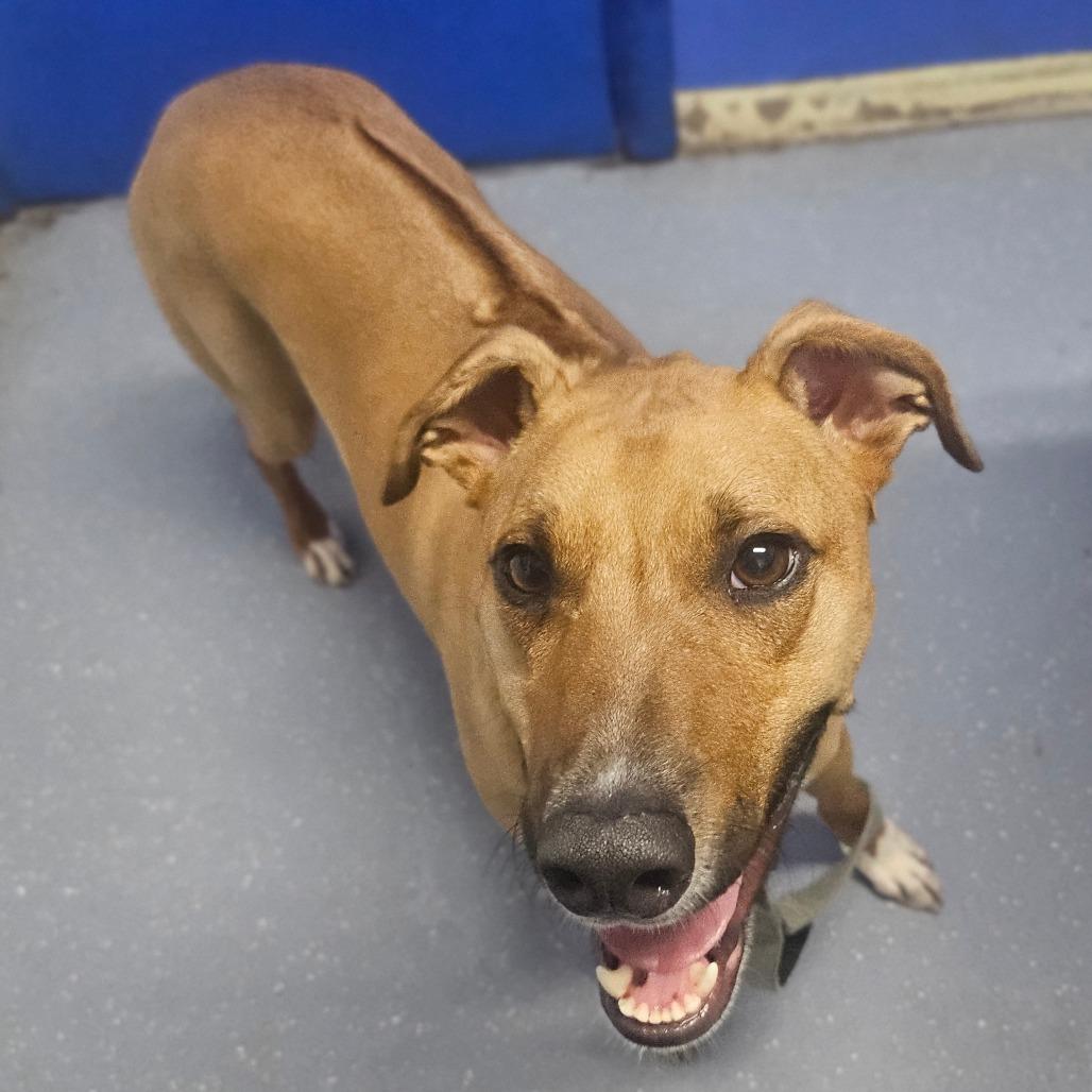 Gunnar, a Adoptable mixed breed in Wahiawa, HI image 2/2