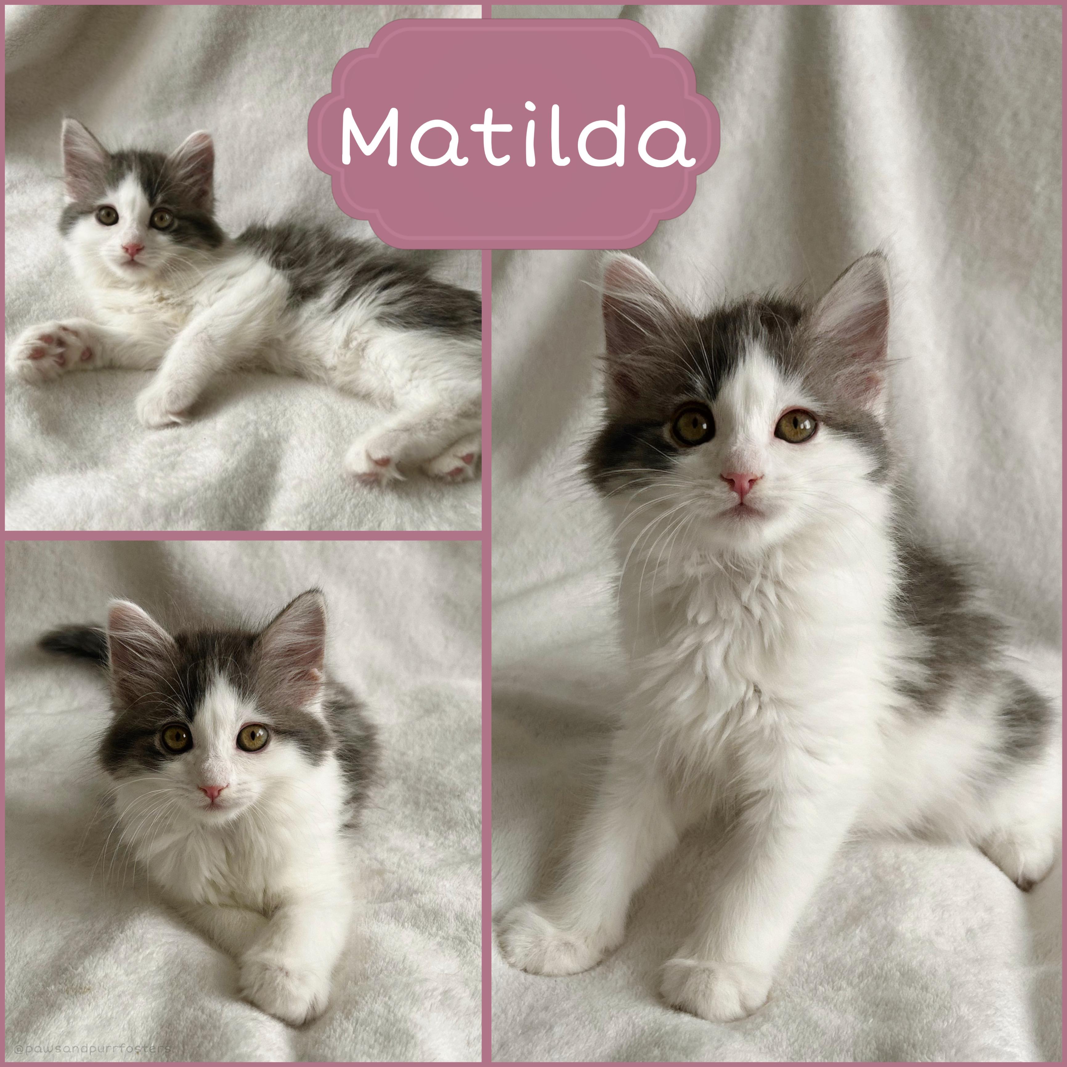 Matilda, adopted, Kitten Female Domestic Long Hair.