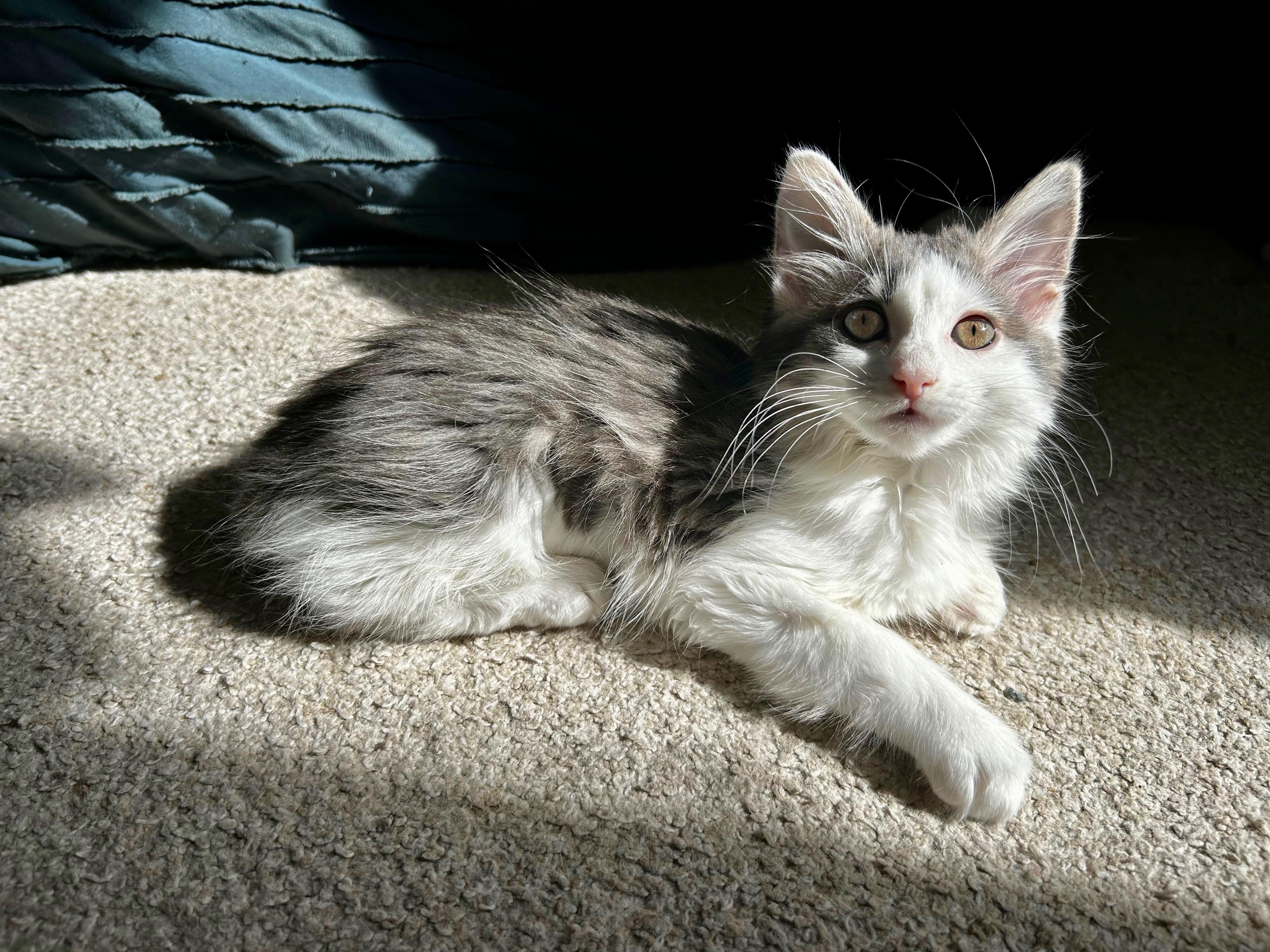 Matilda, an adopted Domestic Long Hair in Oakley, CA image 3/3