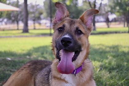 Wilson, Adoptable, Young Male German Shepherd Dog & Mixed Breed.