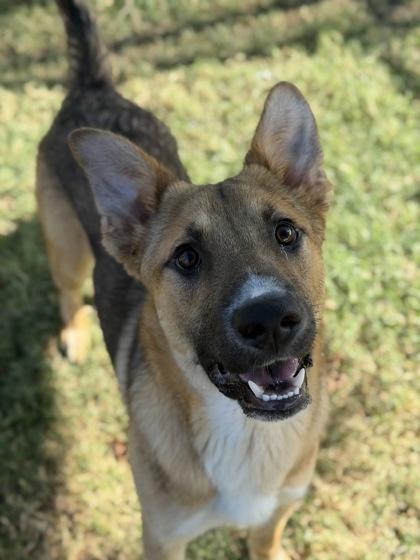 Enlarge Wilson, a Adoptable mixed breed in Irving, TX image 2/3