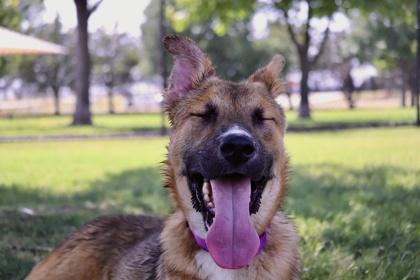 Enlarge Wilson, a Adoptable mixed breed in Irving, TX image 3/3