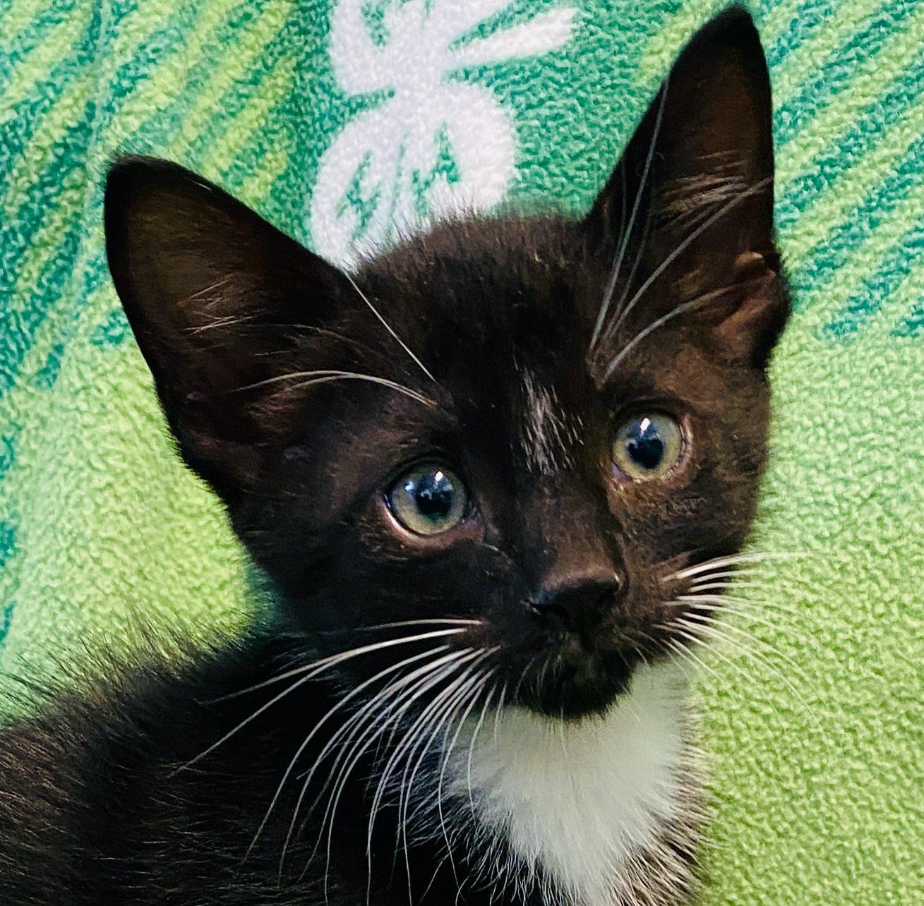 Dave, an adopted Domestic Short Hair in Colusa, CA image 1/2