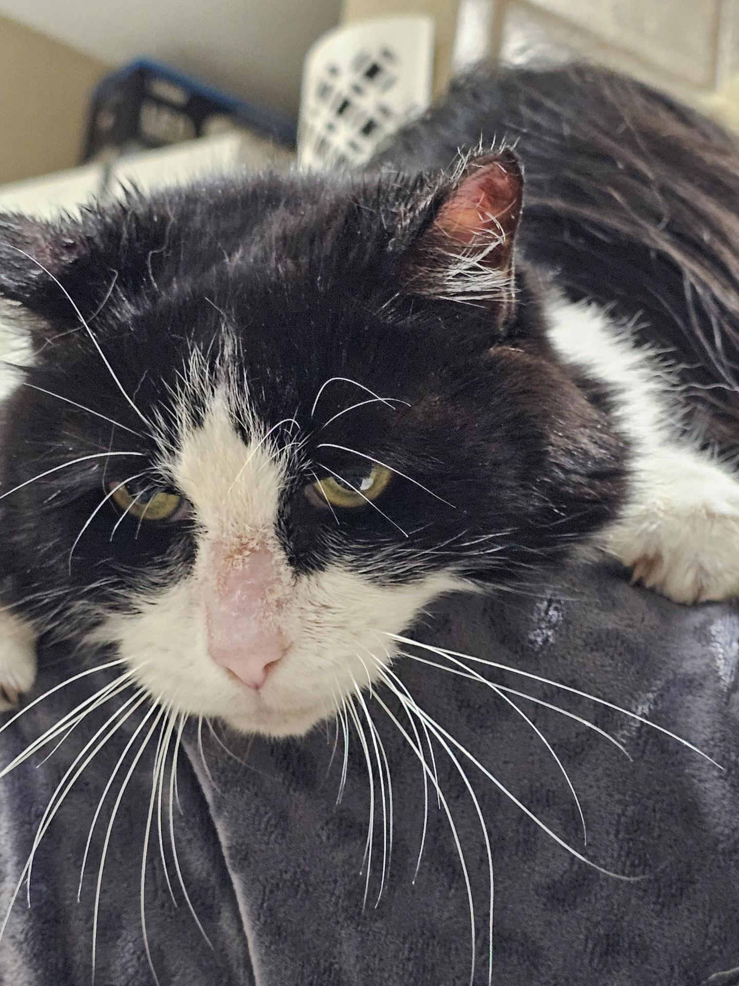 Penny, a Adoptable Domestic Short Hair in Frisco, TX image 2/3