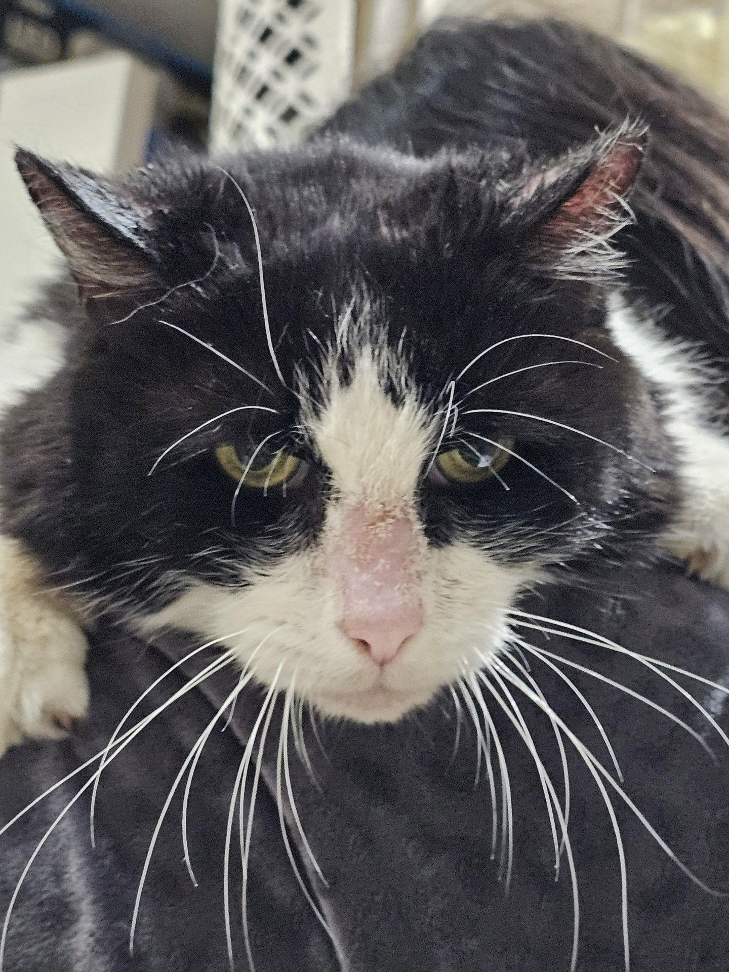 Penny, a Adoptable Domestic Short Hair in Frisco, TX image 3/3