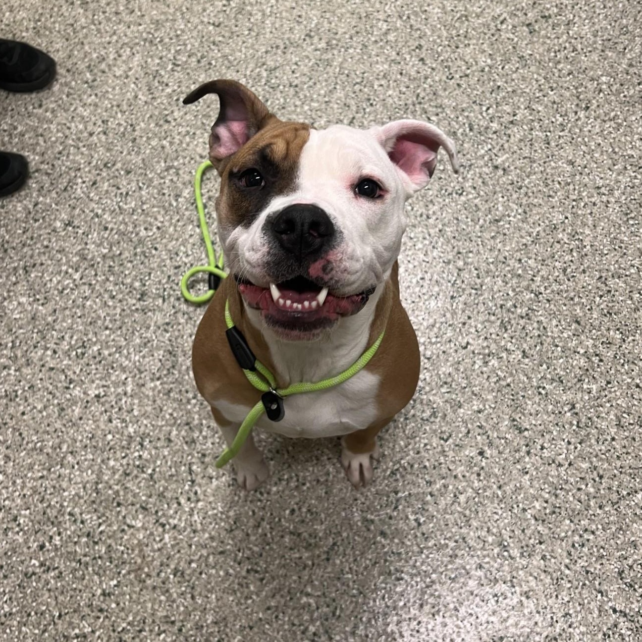 Enlarge Jax- Long Timer Special!, a ADOPTABLE mixed breed in Cedar Rapids, IA image 2/6