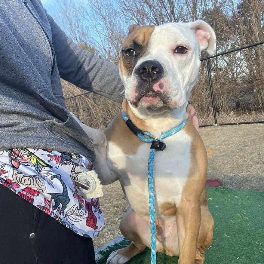 Enlarge Jax- Long Timer Special!, a ADOPTABLE mixed breed in Cedar Rapids, IA image 3/6