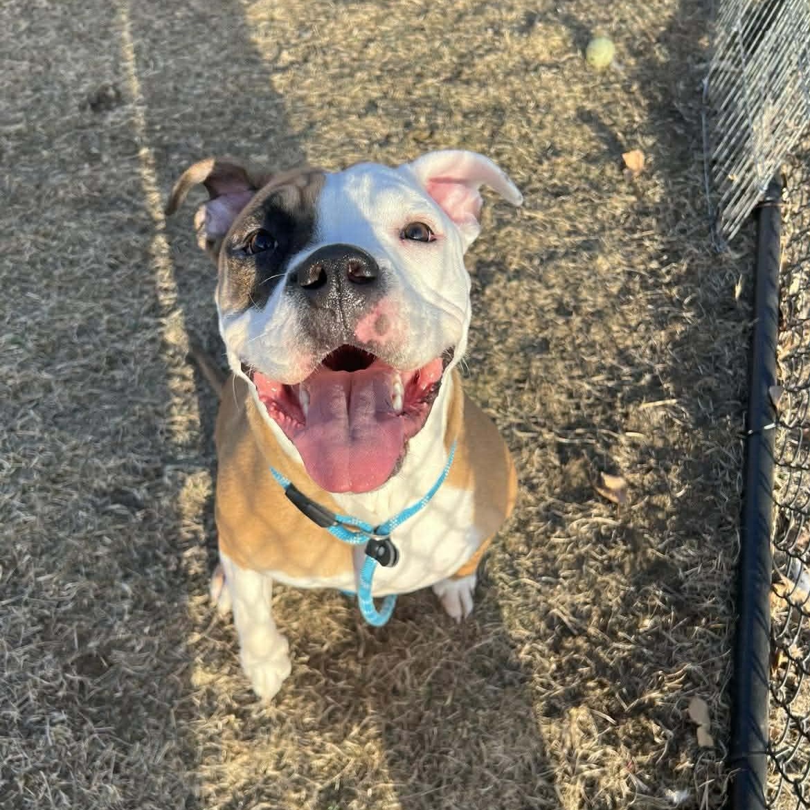 Enlarge Jax- Long Timer Special!, a ADOPTABLE mixed breed in Cedar Rapids, IA image 1/6