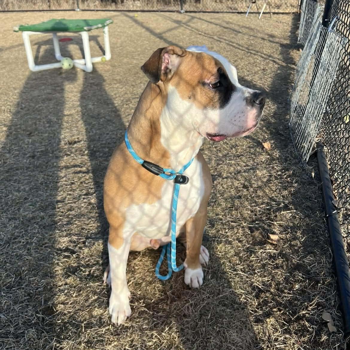 Enlarge Jax- Long Timer Special!, a ADOPTABLE mixed breed in Cedar Rapids, IA image 4/6